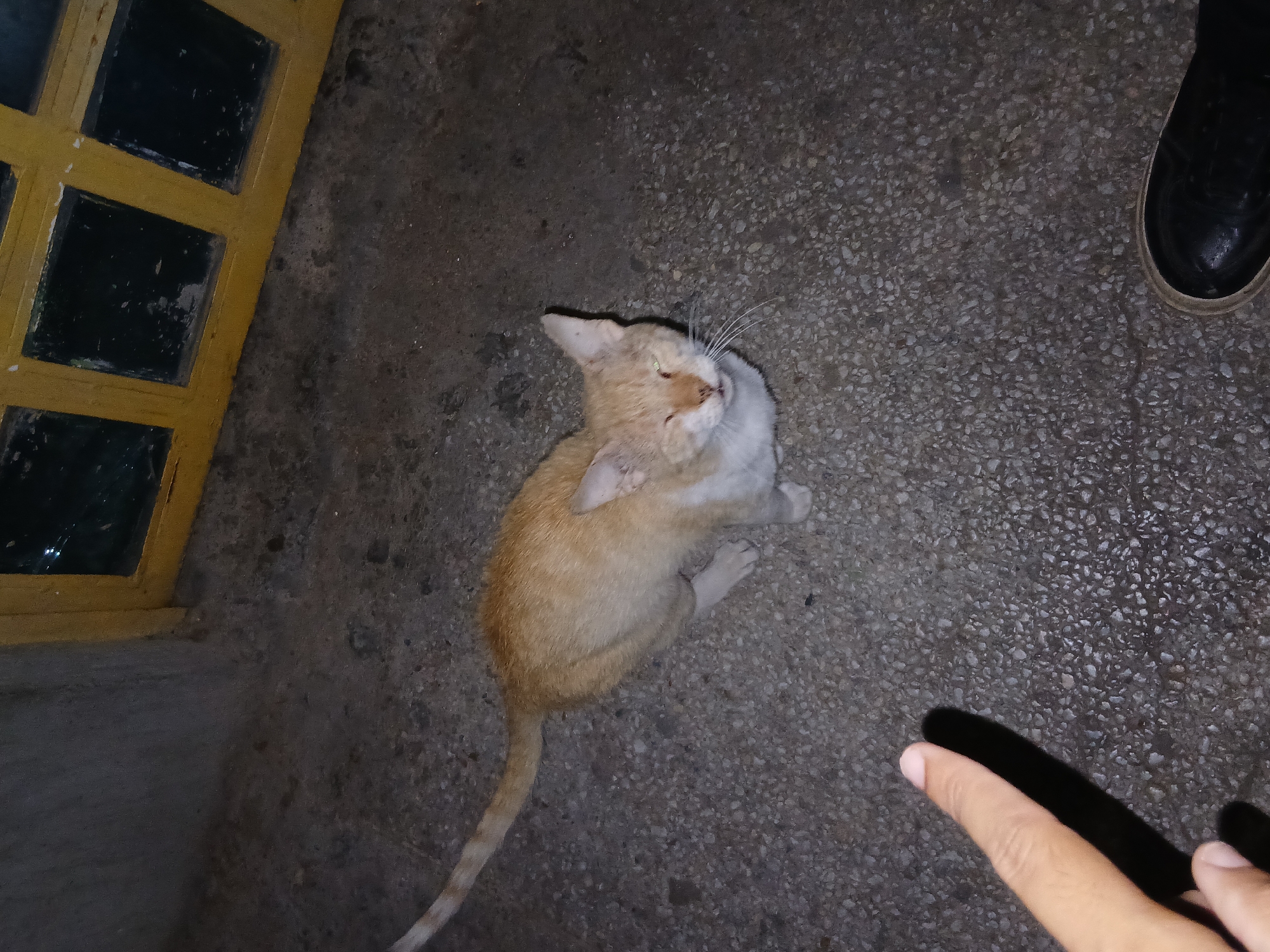 An overhead shot captures a light orange and white cat resting on a dark, textured ground. The cat is seen from its head to its tail, with its head tilted upwards, and its eyes reflecting a yellowish-green hue, suggesting low light conditions or the use of a flash. Its fur is a mix of pale orange/cream and white, particularly on its belly and chest.
In the bottom right corner of the frame, a human hand is visible, with the index finger extended and pointing towards the cat or the ground near it. In the upper right corner, a black shoe is partially visible, indicating the presence of a person. To the left, a distinct yellow, grid-patterned structure, likely a door or window frame with dark panes, stands vertically, contributing to the scene's composition.
The ground beneath the cat and human elements is a rough, dark gray surface, consistent with concrete or pebbled pavement. The overall dim lighting indicates that the photo was likely taken at night or in an enclosed, poorly lit space. The cat appears alert and possibly expectant, looking up at the unseen person. The image captures a quiet interaction between a human and a domestic animal, with the implied location being Juan Griego, Venezuela. No text is visible in the image.