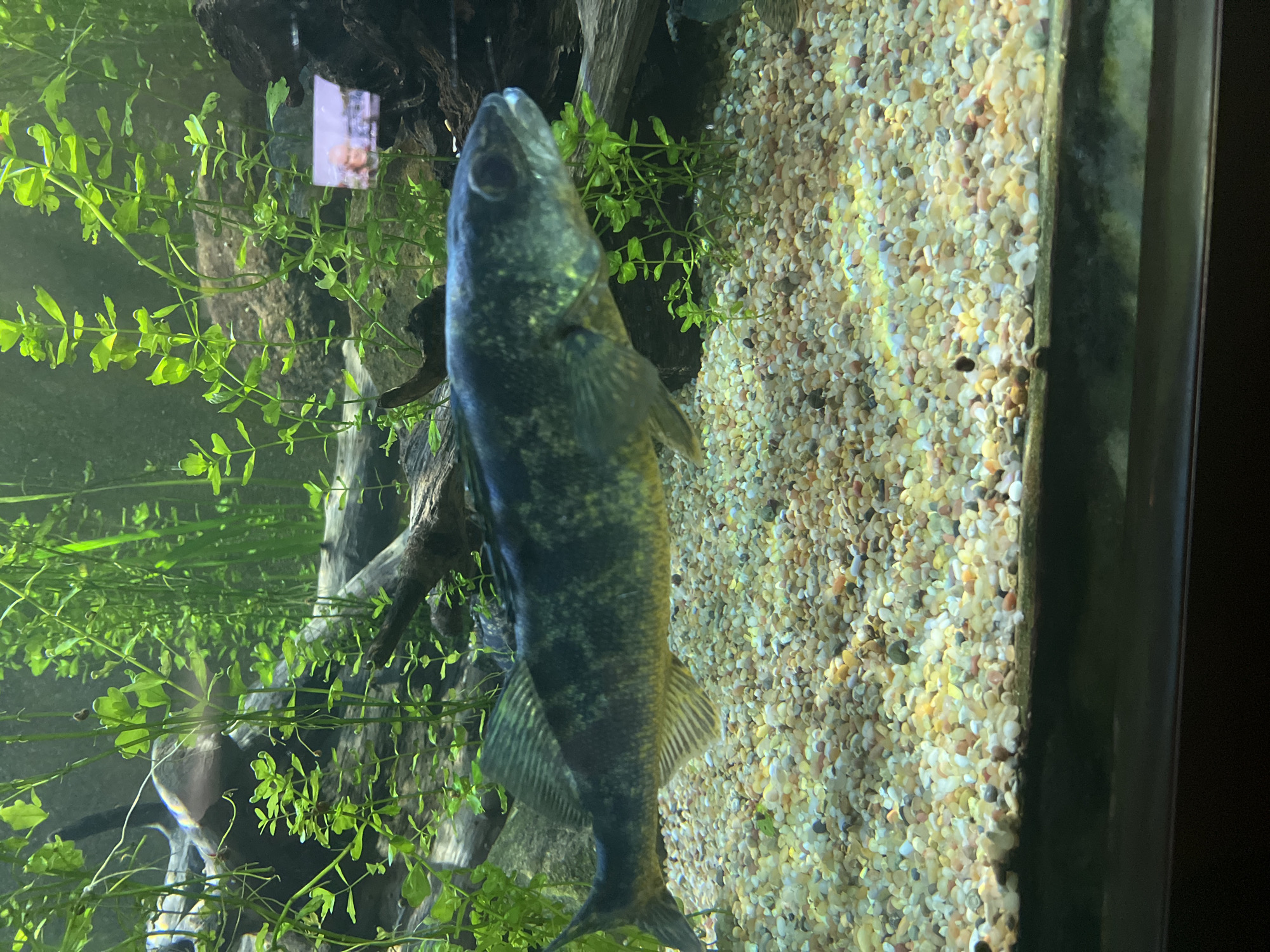 The image depicts a fish in an aquarium. The fish is primarily dark in color with lighter spots and markings, and it is positioned vertically in the water. The aquarium contains green aquatic plants on the left side and a gravel substrate on the right. The aquarium appears to be located at the Shedd Aquarium in Chicago, based on the content and context of the image.