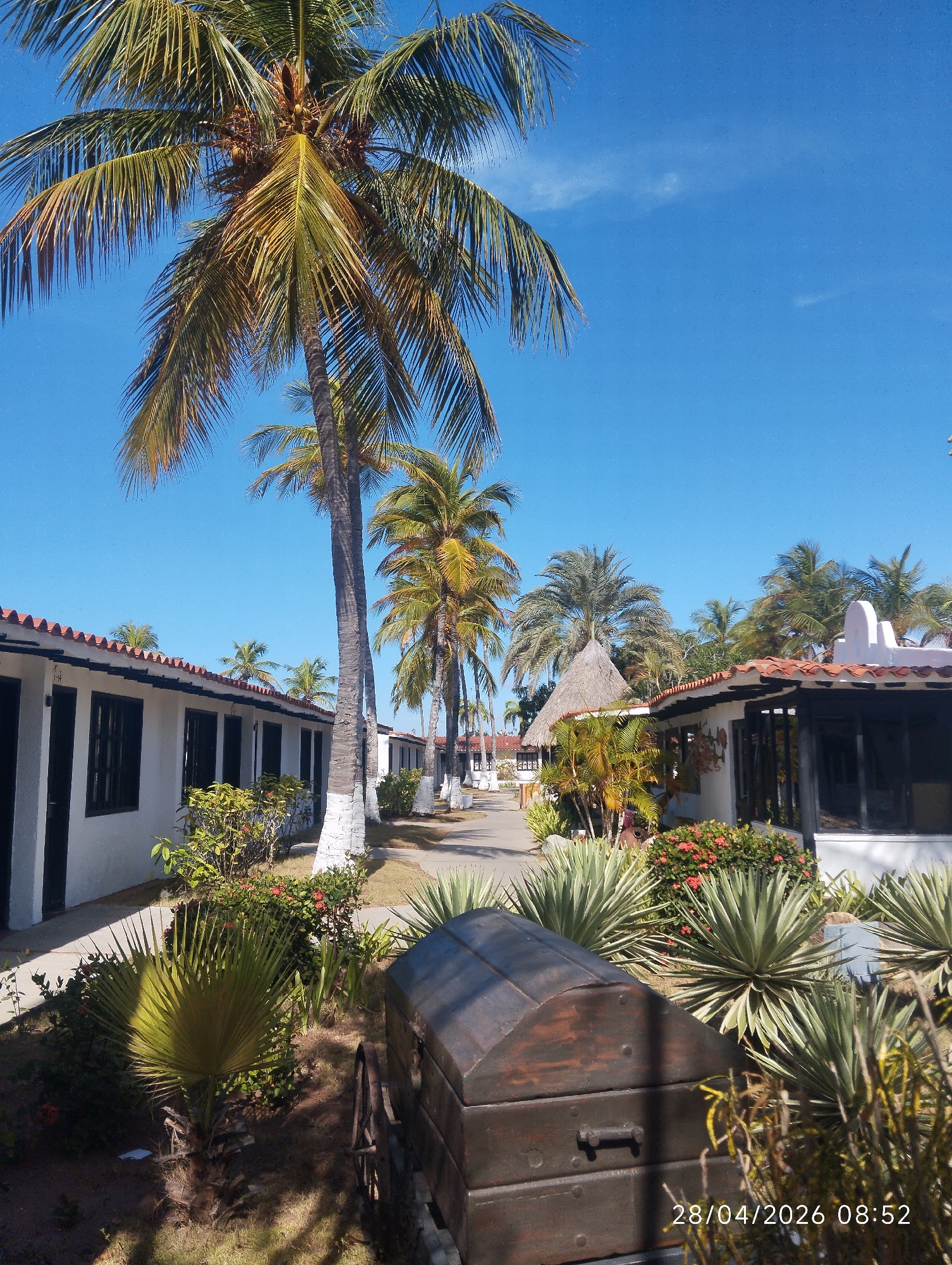 This image captures a bright, sunny outdoor scene within what appears to be a tropical resort or hotel complex. The setting features a paved pathway winding between rows of white, single-story bungalows or cabins, each adorned with reddish-brown tiled roofs and dark-framed windows or doors. Tall palm trees with green and yellowish fronds line the path and are scattered throughout the landscape, casting shadows across the ground.
In the foreground, a prominent dark wooden chest or trunk, possibly a decorative item or a planter, is visible, partially obscuring the view of the pathway and plants. This chest appears rustic, with metal accents and a visible wheel on its right side. Surrounding the path and buildings are well-maintained gardens featuring various tropical plants, including smaller fan-shaped palms, shrubs with vibrant red flowers, and spiky agave-like plants.
The sky is a clear, brilliant blue with only a few faint, wispy clouds, indicating excellent weather. Sunlight strongly illuminates the scene, highlighting the textures of the palm fronds and the white walls of the buildings. To the right, one building features a distinctive white, curved architectural element on its roof, and further down the path, a structure with a thatched roof (possibly a palapa or gazebo) is visible amidst more palm trees.
No people are present in the image, suggesting a serene and quiet atmosphere. The visible text in the bottom right corner indicates the date and time: "28/04/2026 08:52", placing the scene in the morning. The overall impression is one of a peaceful, tropical vacation destination.