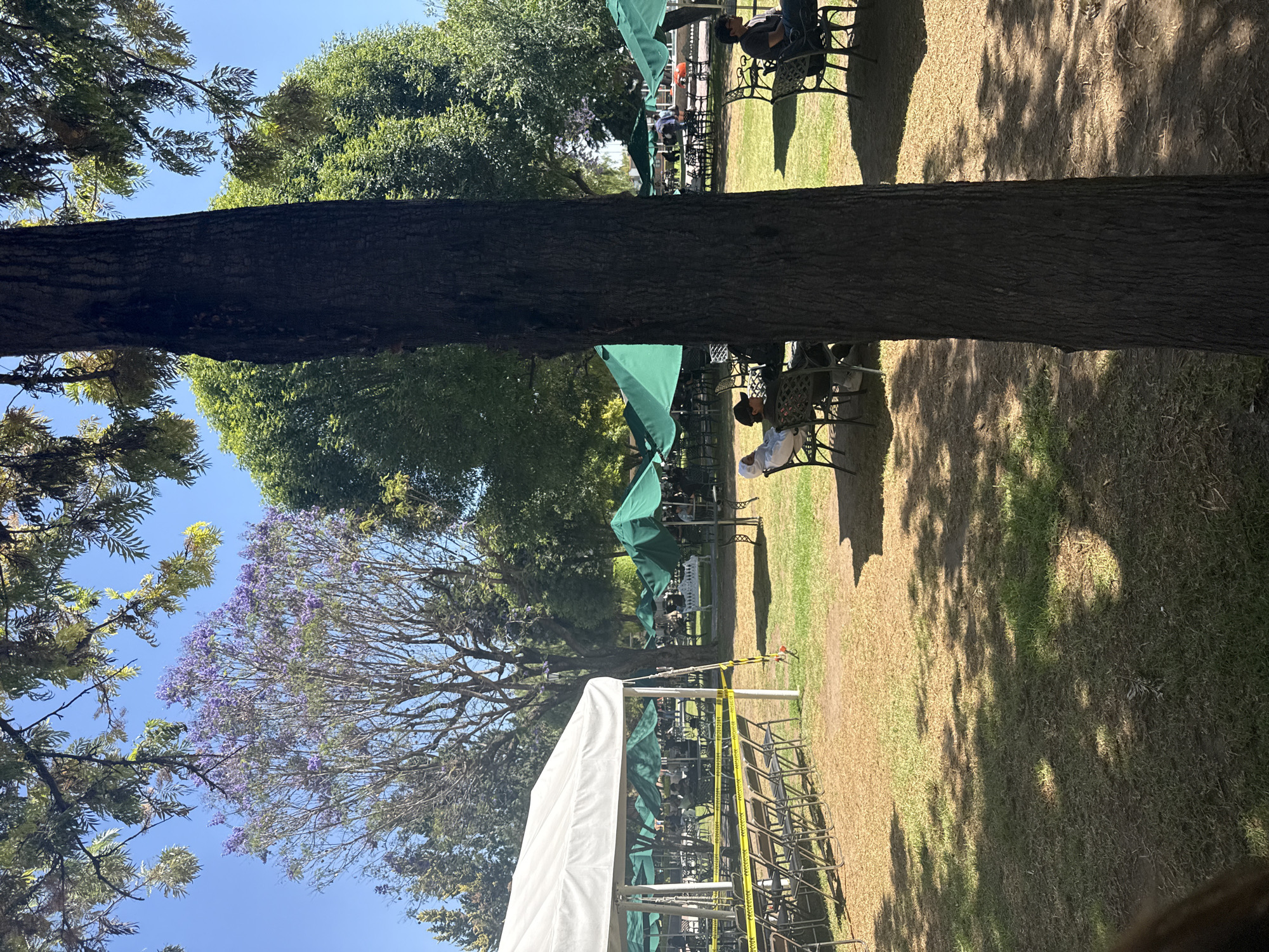 This image captures an outdoor gathering or event set in a park-like environment, likely in San Andrés Cholula, Mexico, on a bright, sunny day. The scene is filled with natural elements and temporary structures, suggesting a casual yet organized event.
In the foreground, a large, dark tree trunk with textured bark runs vertically along the right side of the frame, providing a natural partition. On the left, a portion of a white event tent is visible, alongside yellow caution tape stretched between poles, possibly demarcating an area or indicating ongoing setup/breakdown. Rows of empty, dark metal chairs are stacked nearby.
The midground features numerous ornate metal tables and chairs, many of which are occupied by people. Several large green patio umbrellas provide shade over these seating areas. People are casually dressed, seated at tables, and appear to be relaxing or socializing. One individual in a white top or a chef's hat is seated at a table, prominent in the midground.
The background consists of a clear, vivid blue sky and a rich canopy of trees. A notable feature is a jacaranda tree adorned with vibrant purple blossoms, standing out against the sky, which is characteristic of the region. Other trees display various shades of green foliage, adding to the lush outdoor setting. The ground is a mix of green and dry, patchy grass, with areas of bare earth and distinct shadows cast by the sun, trees, and umbrellas.
The overall impression is one of a relaxed outdoor event, possibly a market, festival, or a dining area, taking place under pleasant weather conditions. No specific text is visible within the image.