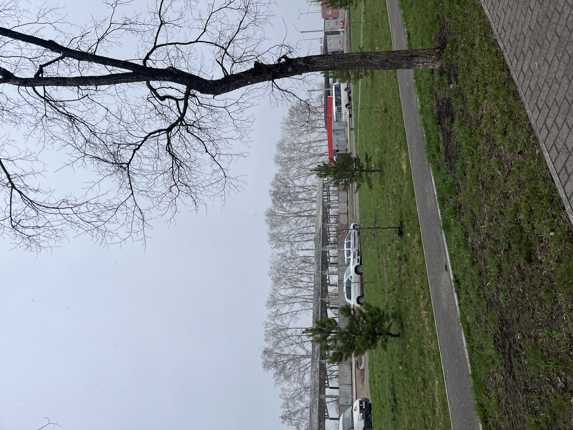 The image depicts an outdoor scene in what appears to be a residential or commercial area in Chaikovsky, Russia. Overcast sky is visible. Dominating the left side of the frame is a bare deciduous tree, lacking leaves. A row of bare trees lines the middle ground, behind a concrete structure with parked vehicles. Scattered throughout the green grassy areas are two smaller evergreen trees. A paved walkway runs alongside the grass. A portion of a brick walkway/street is visible. In the background are indistinct buildings.