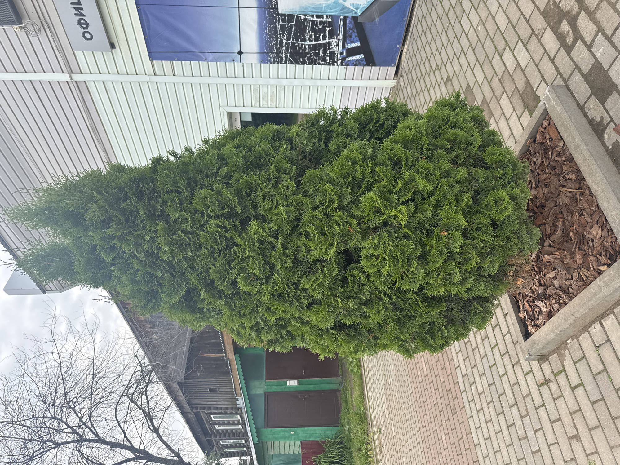 The image shows a large, conical evergreen tree planted in a square, concrete planter filled with bark mulch. The planter is situated on a brick-paved walkway. Behind the tree, to the left, is a rustic wooden building with a green-painted lower section and two brown garage doors. Above this building, bare branches of a deciduous tree are visible against an overcast sky. To the right of the evergreen tree is a modern building with light-colored horizontal siding. A sign with Cyrillic lettering, reading "ОФИЛ" (likely part of "ОФИЦИАЛЬНО" or similar, meaning "Official"), is mounted on the siding. A large blue banner with a cityscape illustration is also attached to this building. The ground is paved with rectangular bricks in a herringbone pattern. The overall scene appears to be an outdoor area in the town of Chastyye, Russia, possibly in front of an administrative or commercial building adjacent to older structures. No people are visible in the image.