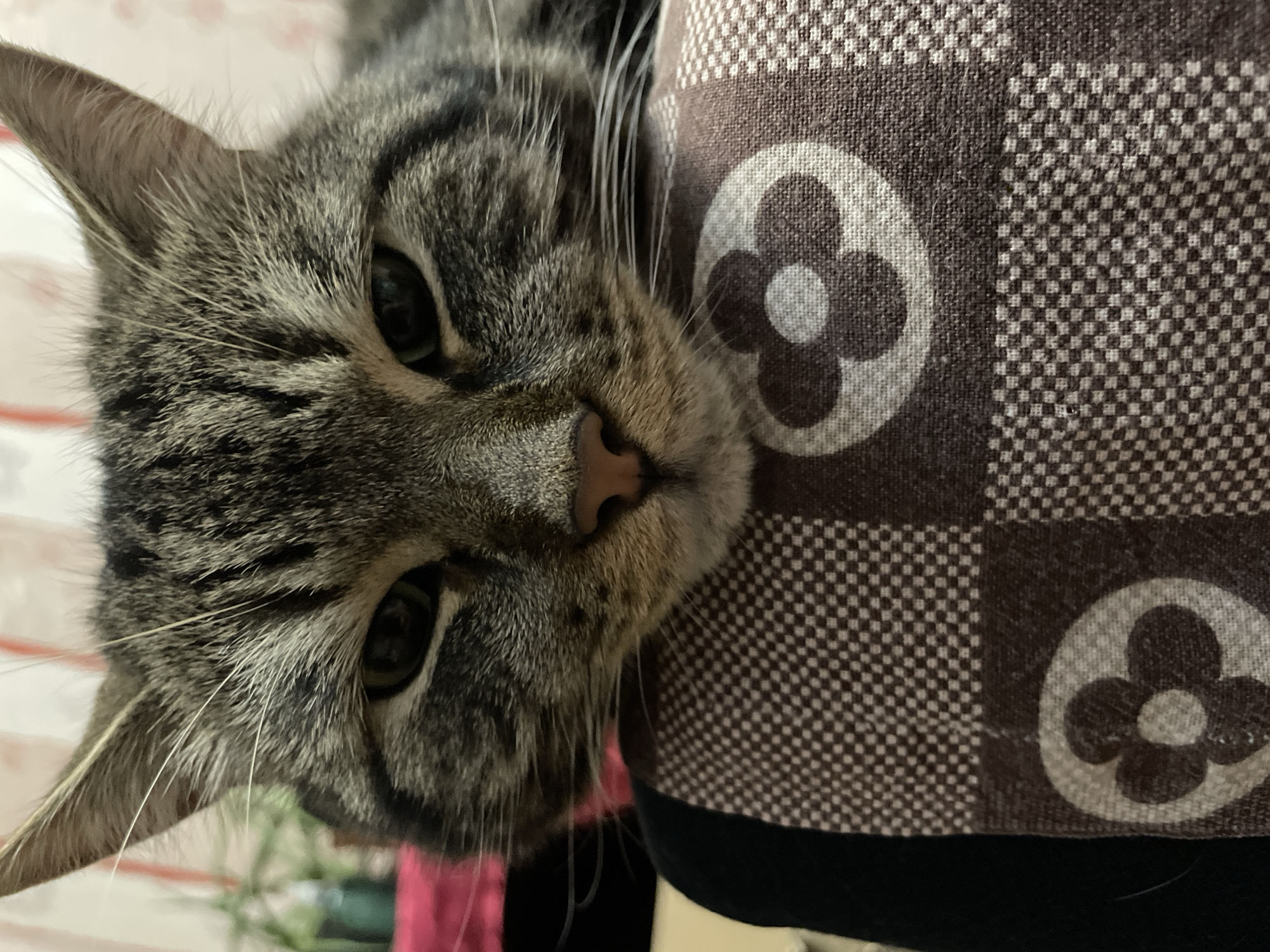 A close-up, eye-level, head-on shot captures a tabby cat resting its chin on a patterned fabric. The cat's face is dominant in the frame, with its eyes partially closed and a neutral expression. The fur is a mix of gray, black, and brown stripes. The background is blurred, showing hints of pink and green, possibly indicating a domestic setting or a room with soft furnishings and plants. The fabric beneath the cat features a repeating checkerboard pattern in brown and white, interspersed with stylized floral motifs. The lighting appears soft and diffused. No specific location in Cherkasy, Ukraine is evident from the image.