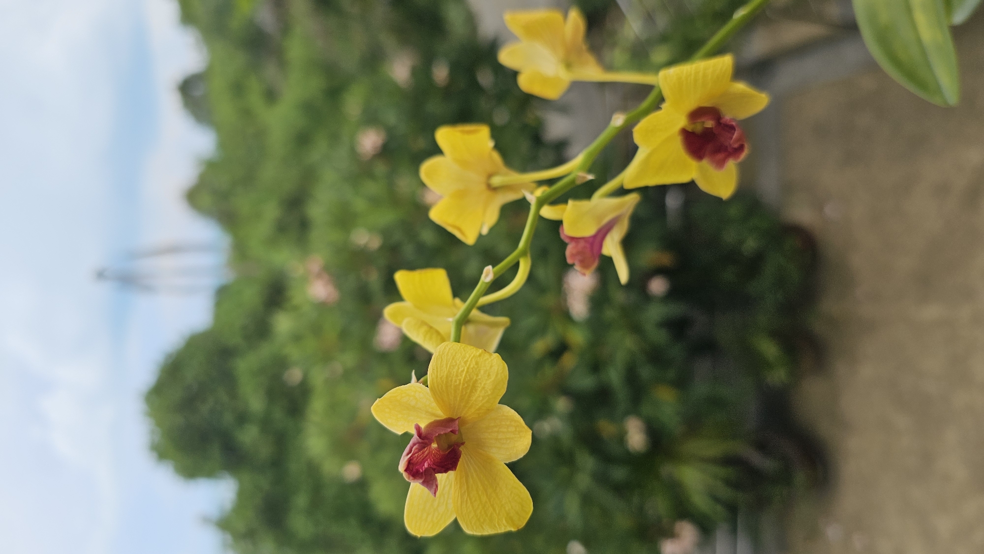 A close-up, shallow depth of field shot captures a stem of yellow orchids with reddish-purple centers. The flowers are in focus, with the background blurred to emphasize them. Behind the orchids, lush green foliage and a hint of a cloudy sky are visible. The foreground is occupied by a beige-colored surface. In the far distance, a blurry, metallic structure, possibly part of a rollercoaster or industrial equipment, can be discerned against the sky. The scene appears to be outdoors, likely in a garden or balcony setting, with the implied location of Baan Chaweng, Thailand, suggesting a tropical or sub-tropical environment. There are no people or animals visible in the image.