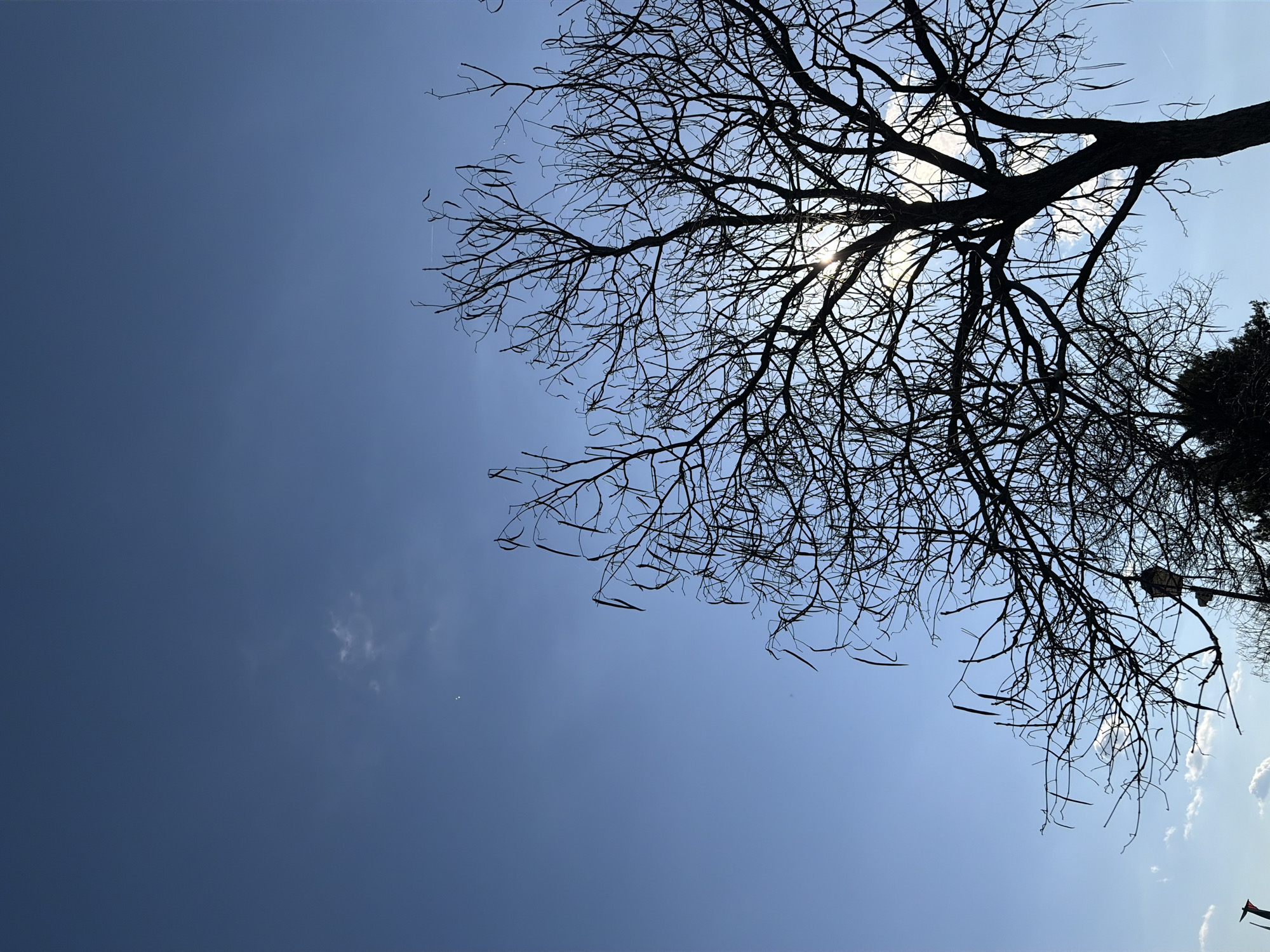 The image shows a view looking up through the branches of a bare tree against a bright blue sky. The sun is visible through the branches, creating a silhouette effect. Some small clouds are visible in the sky. The location is assumed to be Galabovo, Bulgaria, but there are no specific identifying features to confirm this.