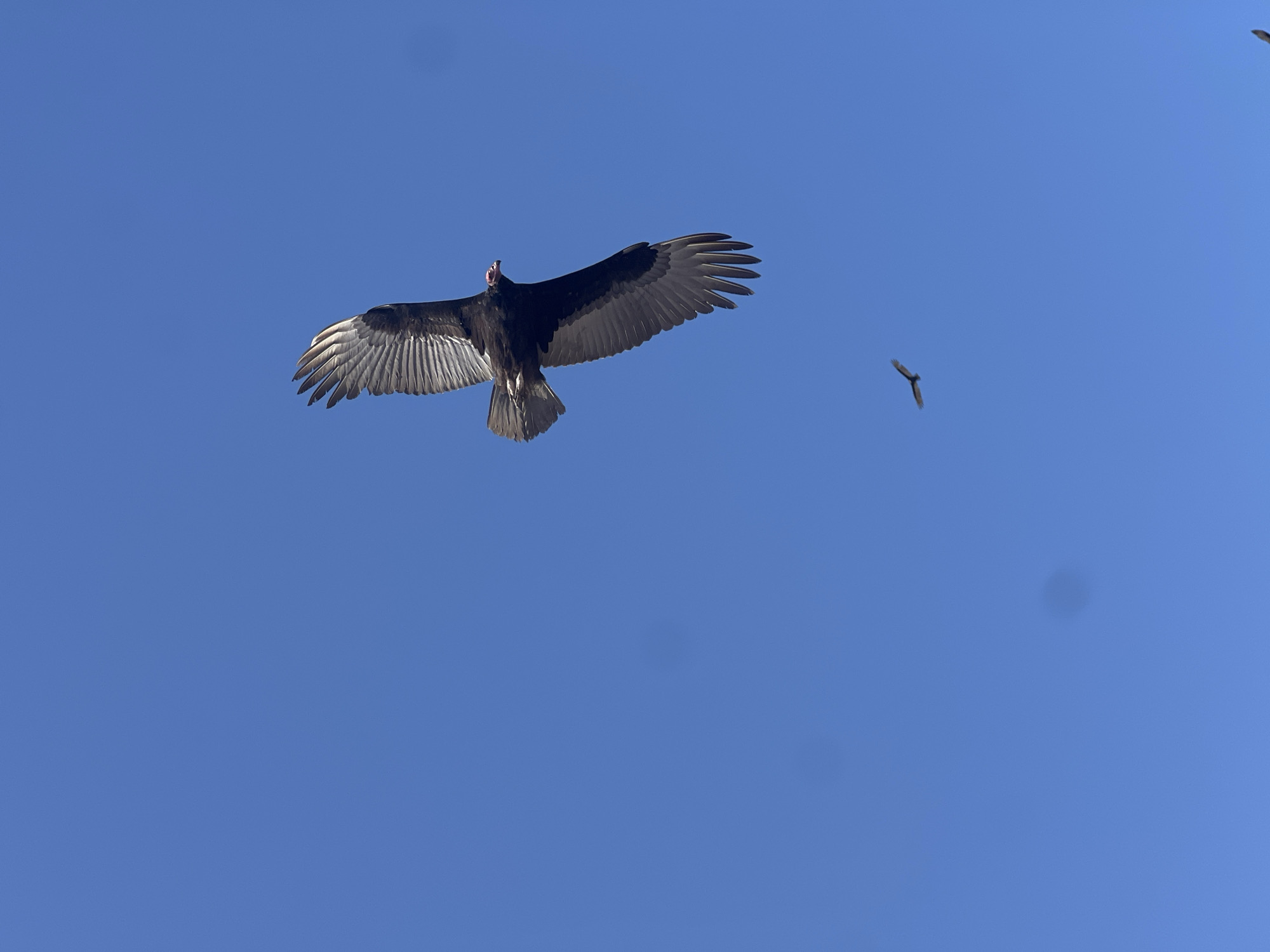 Two vultures are soaring in a clear, blue sky in Arica, Chile. The vulture in the foreground has its wings fully extended and its head visible. The other vulture is smaller and farther away.