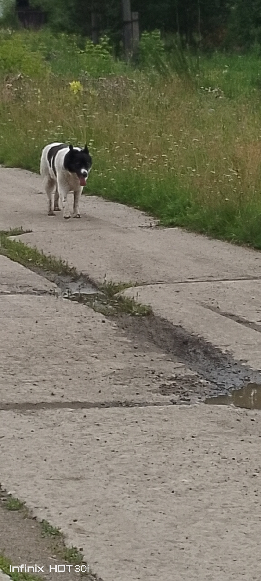 A medium-sized dog with black and white markings stands on a cracked concrete surface. The dog is facing the camera, with its tongue slightly out. The background consists of green grass and trees. The scene appears to be outdoors in a natural setting. The image is a vertical shot, with the dog positioned in the center. The concrete surface shows signs of wear and tear, with several cracks and patches of discolored material. The grass is tall and overgrown in some areas. The overall impression is one of a rural or semi-rural environment.