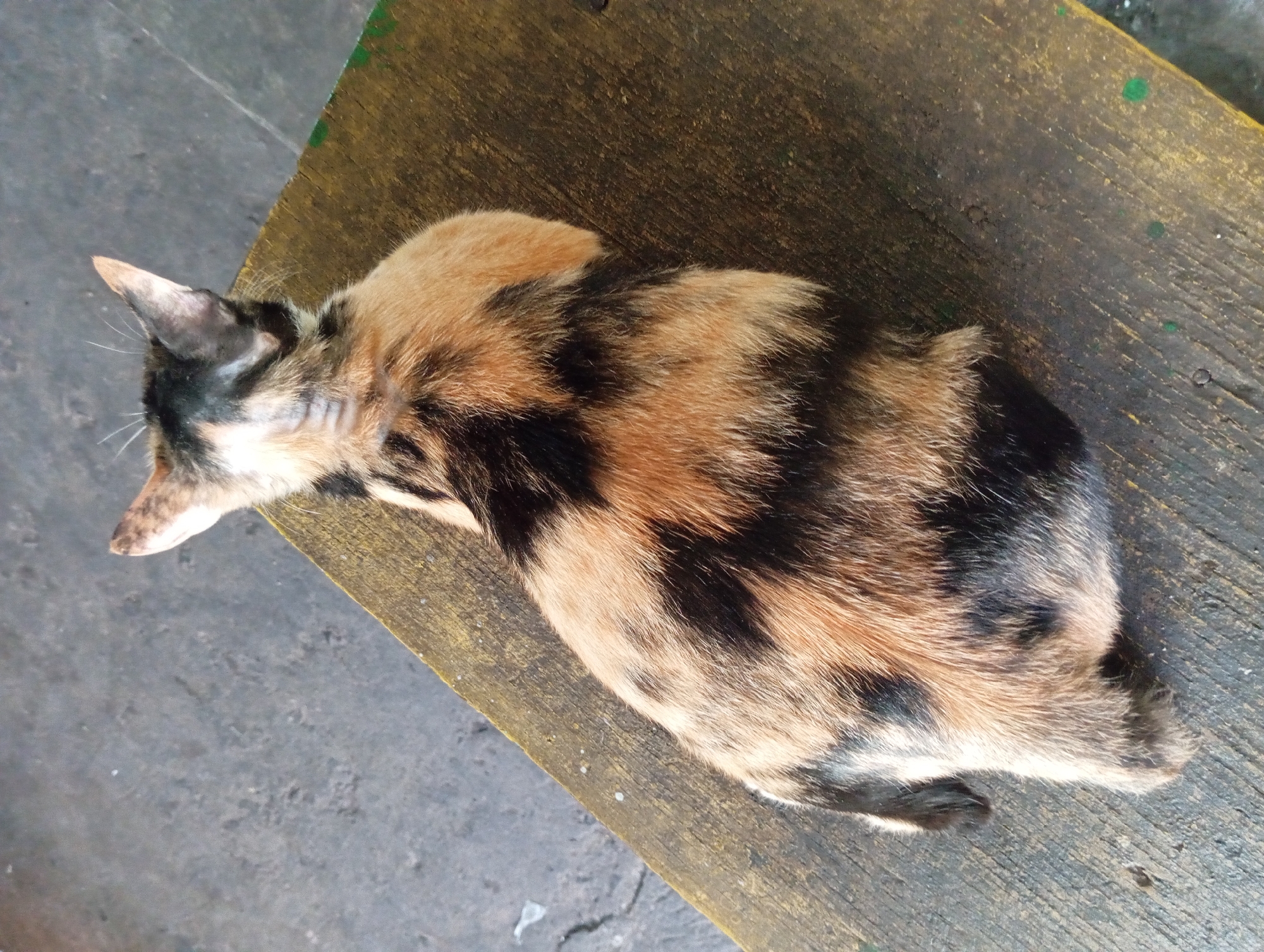 A calico cat is seen from an elevated, rear-facing perspective, resting on a rustic, weathered wooden surface that appears to be part of a bench or table. The cat's fur displays a mottled pattern of black, orange, and white. The wooden surface is worn and textured, with visible grain and some green paint marks. The background consists of a gray, concrete-like surface, possibly a ground or pavement. The scene is likely outdoors, given the natural lighting and the type of surfaces present. This image was captured in the vicinity of Kepulungan, Indonesia.