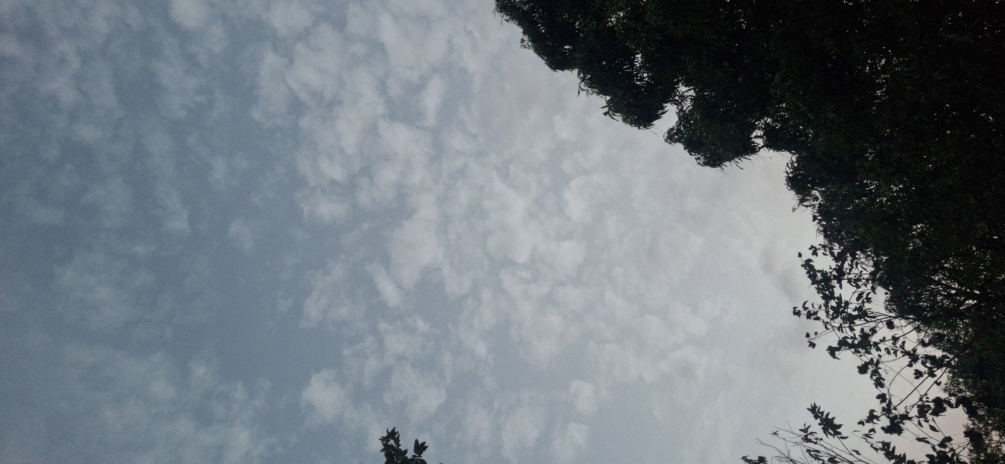 The image shows a view of the sky with trees in the foreground. The sky is a light blue color with small, white clouds scattered throughout. The trees are dark green and are located in the upper right corner and lower left corner of the image. The location is Vallecito, Venezuela.