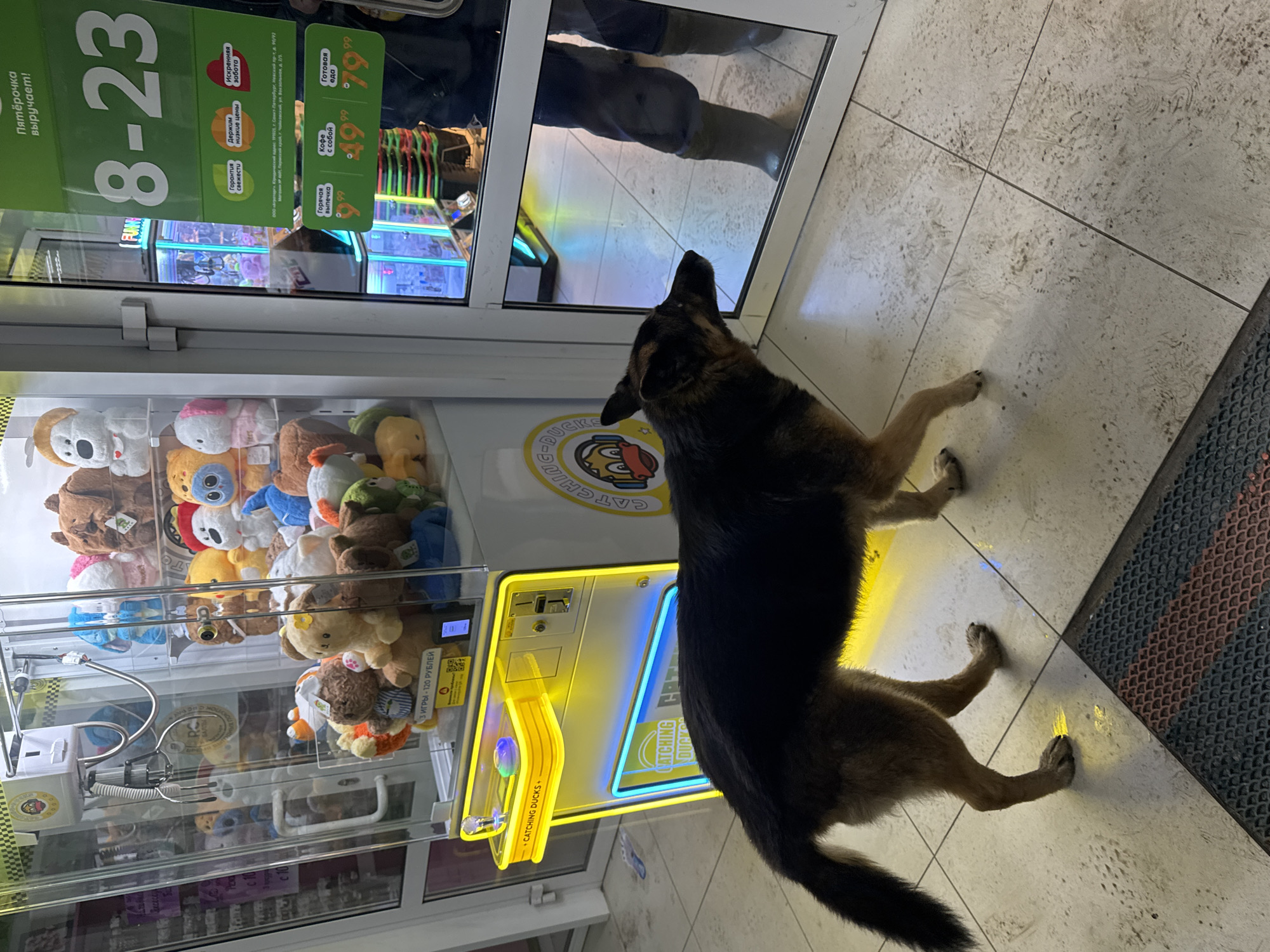 A German Shepherd stands on a tile floor near a claw machine in a store. The claw machine is filled with stuffed animals and bears a yellow and blue "Catching Ducks" design. The store's hours are posted as 8-23 (8 AM to 11 PM). The store is located in the city of Chaikovsky, Russia at the address "199025, г. Санкт-Петербург, Невский пр-т, д. 90/92".