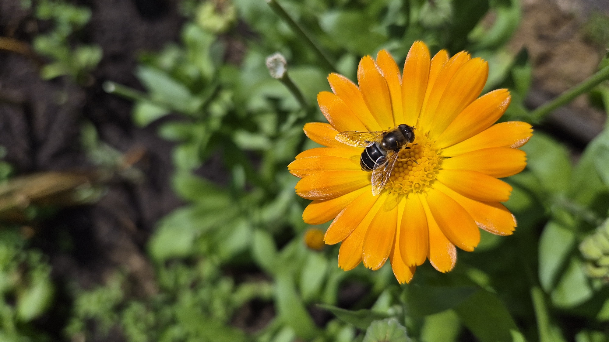 A close-up shot captures a hoverfly with black and yellow stripes resting on the bright orange petals of a calendula flower. The flower's center is a vibrant yellow with numerous small florets. The background consists of green foliage and dark soil, suggesting an outdoor garden setting. The image is well-lit, with the sun casting a slight shadow on the flower petals and highlighting the hoverfly's translucent wings. The scene is static, with no discernible actions or interactions taking place. The composition is focused on the insect and the flower, with the background blurred to emphasize the main subjects. The overall impression is one of natural beauty and the delicate balance of an ecosystem.