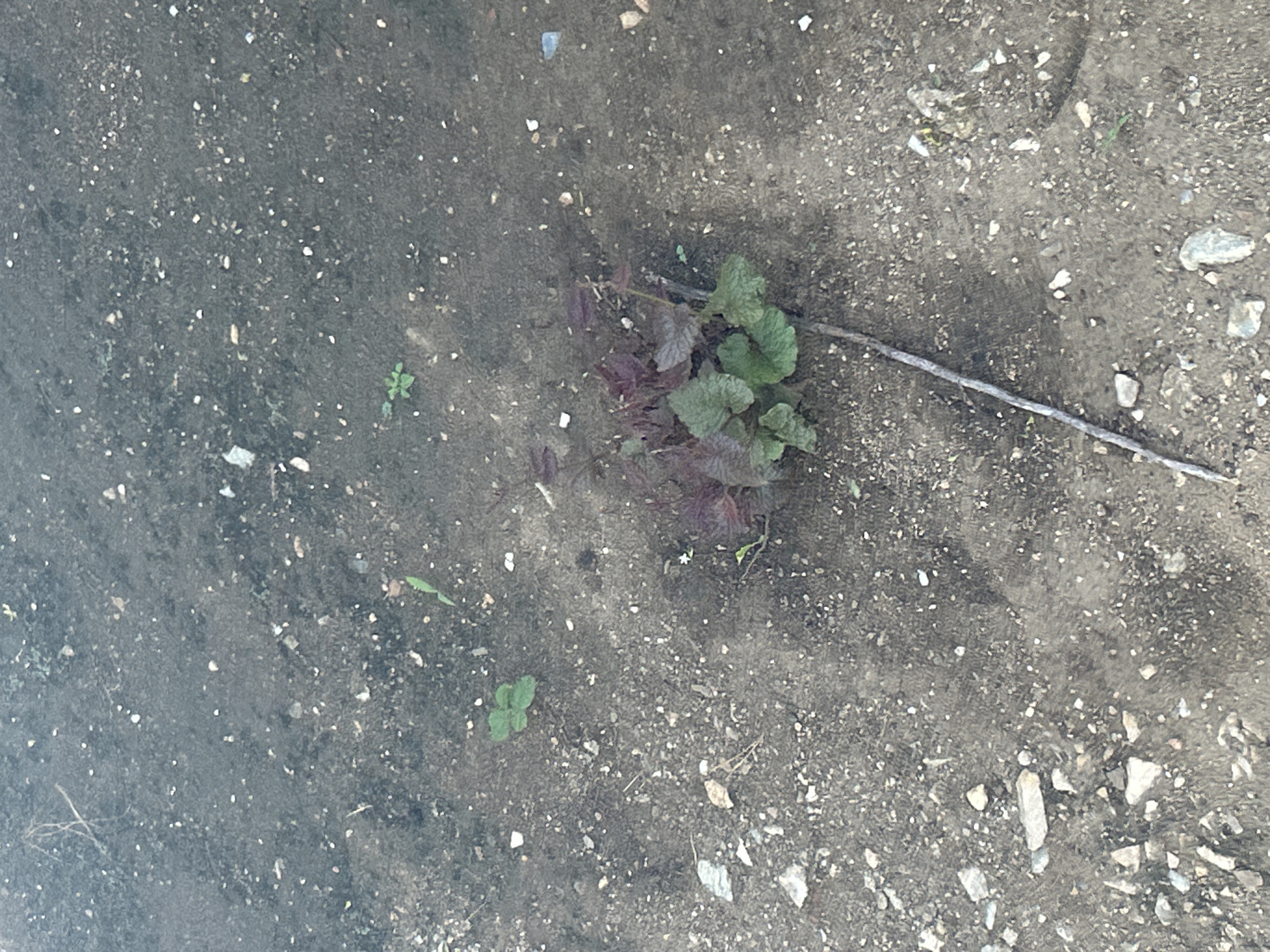 A medium shot captures a patch of dry, dusty ground, sparsely littered with small stones and debris. In the center, a small plant with green and reddish leaves emerges from the soil. Several other tiny green shoots are scattered across the scene. A thin, dry twig lies diagonally across the ground, passing through the central plant. The overall environment appears arid and uncultivated. The location is the city of Santa Ana, Venezuela.