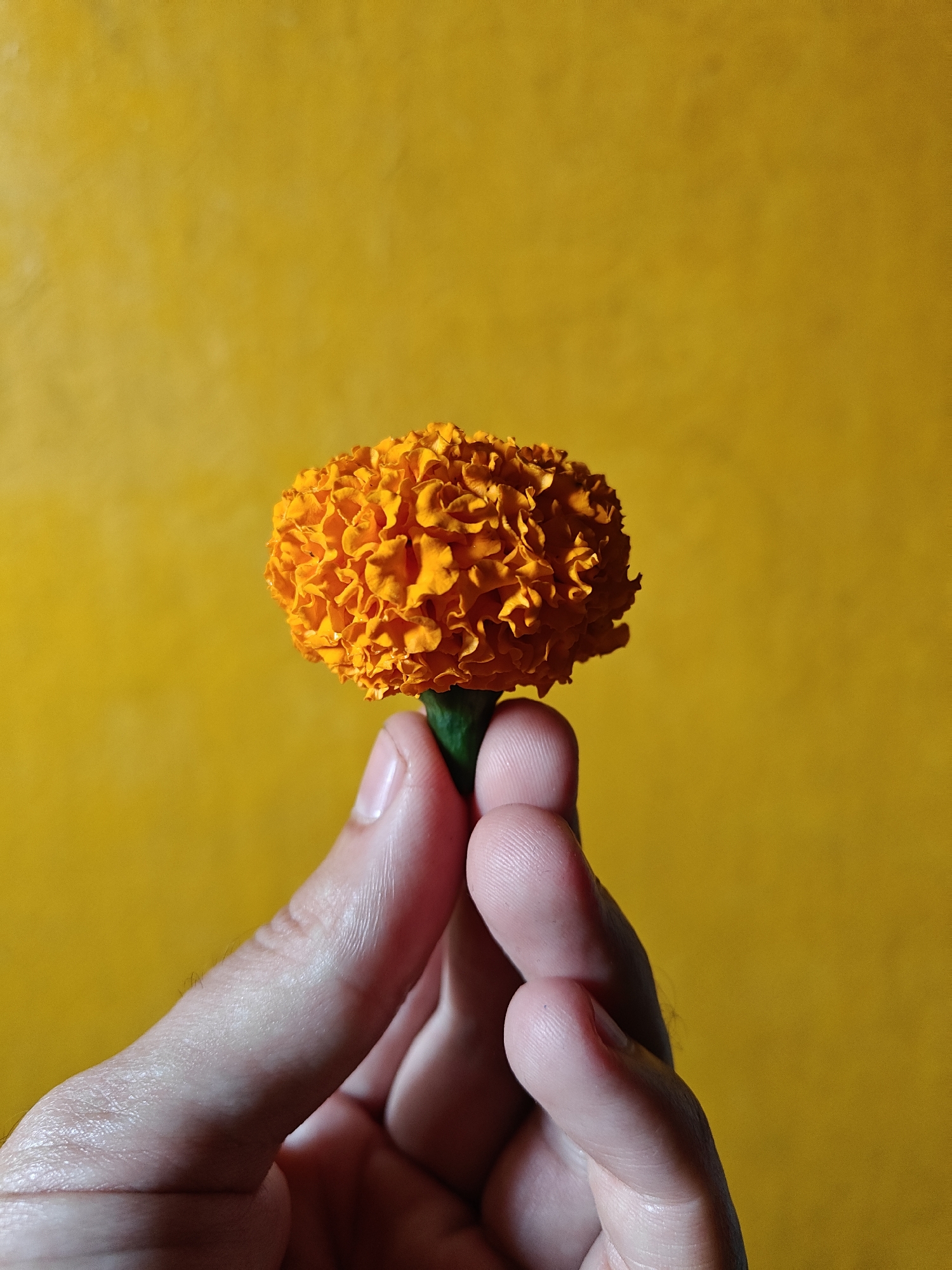 A close-up shows a hand holding an orange marigold flower against a yellow background. The flower is round and densely packed with petals. The stem is green. The skin tone of the hand is fair. The background is a solid yellow color. It is unclear if this image depicts the city of Mumbai, India.