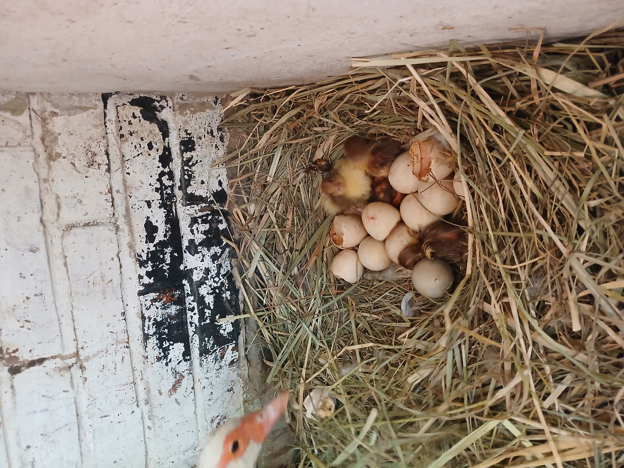 The image shows a close-up, high-angle view of a nest made of straw, nestled within a man-made structure. The structure appears to be a box or alcove with rough, painted walls that are peeling and discolored, showing patches of black and white.
Inside the nest are several eggs, some of which have hatched, revealing young chicks. The chicks are small and covered in downy feathers, with some appearing to be a mix of yellow and brown. The hatched eggshells are scattered among the straw and the chicks. In the lower left corner, a portion of a duck's head is visible, with its orange beak and a hint of its eye, suggesting the mother is nearby or has just left the nest.
The lighting suggests it is daytime, and there are no clear indicators of the weather. The overall scene is one of new life and a natural process unfolding within a man-made environment, possibly a coop or shed. The location context provided is Chutove, Ukraine. There is no visible text in the image.