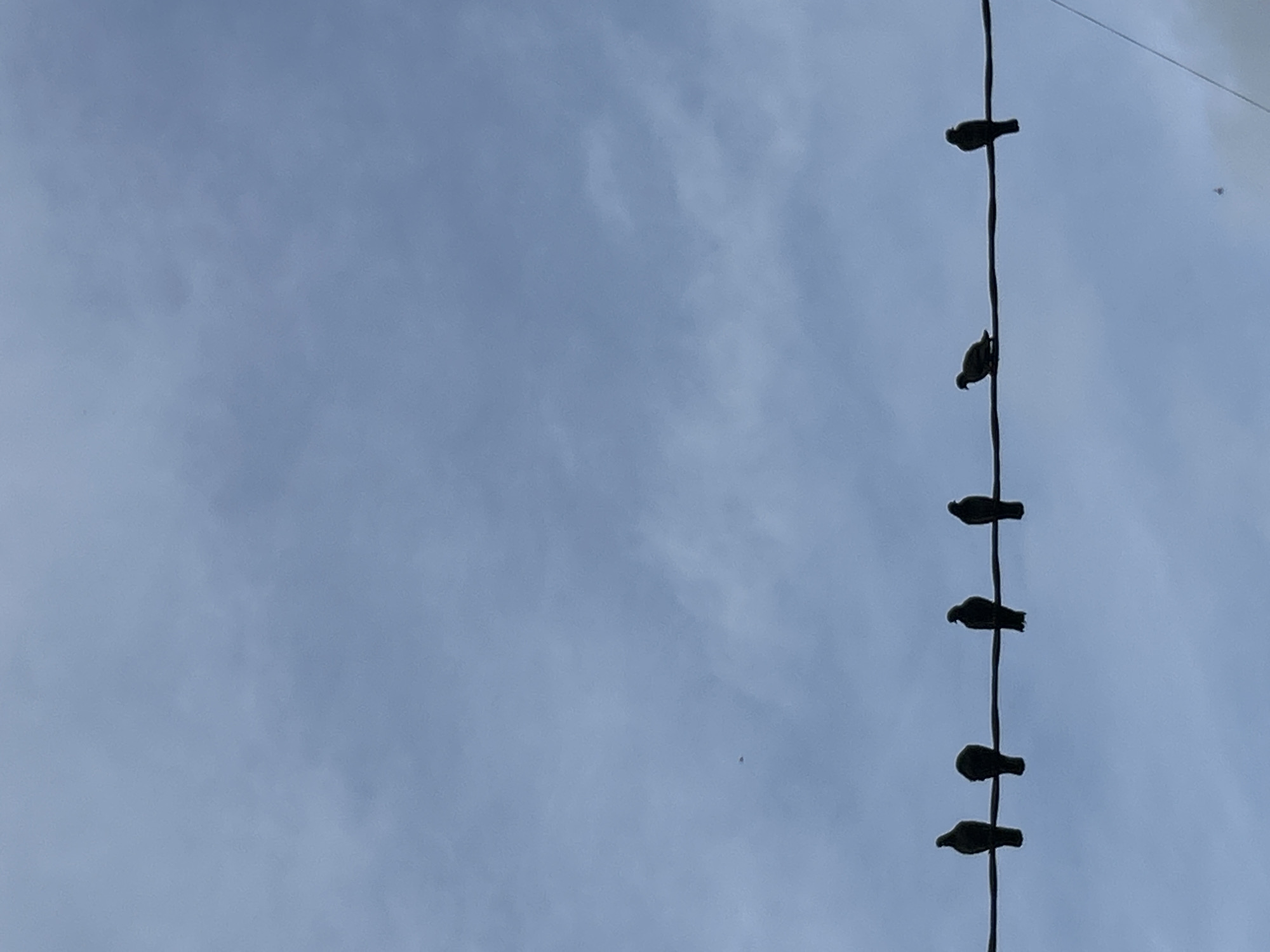 Six birds are silhouetted against a cloudy blue sky, perched in a line on a dark wire. The wire runs horizontally across the lower portion of the image. The birds are spaced out evenly along the wire, and their postures suggest they are resting or observing. The sky is a soft, muted blue with wispy, light gray clouds creating a textured backdrop. The scene appears to be an outdoor setting, likely in an urban or suburban area, given the presence of the wire. The image captures a moment of quiet stillness in what could be a park or a street in Moskovskiy, Russia.