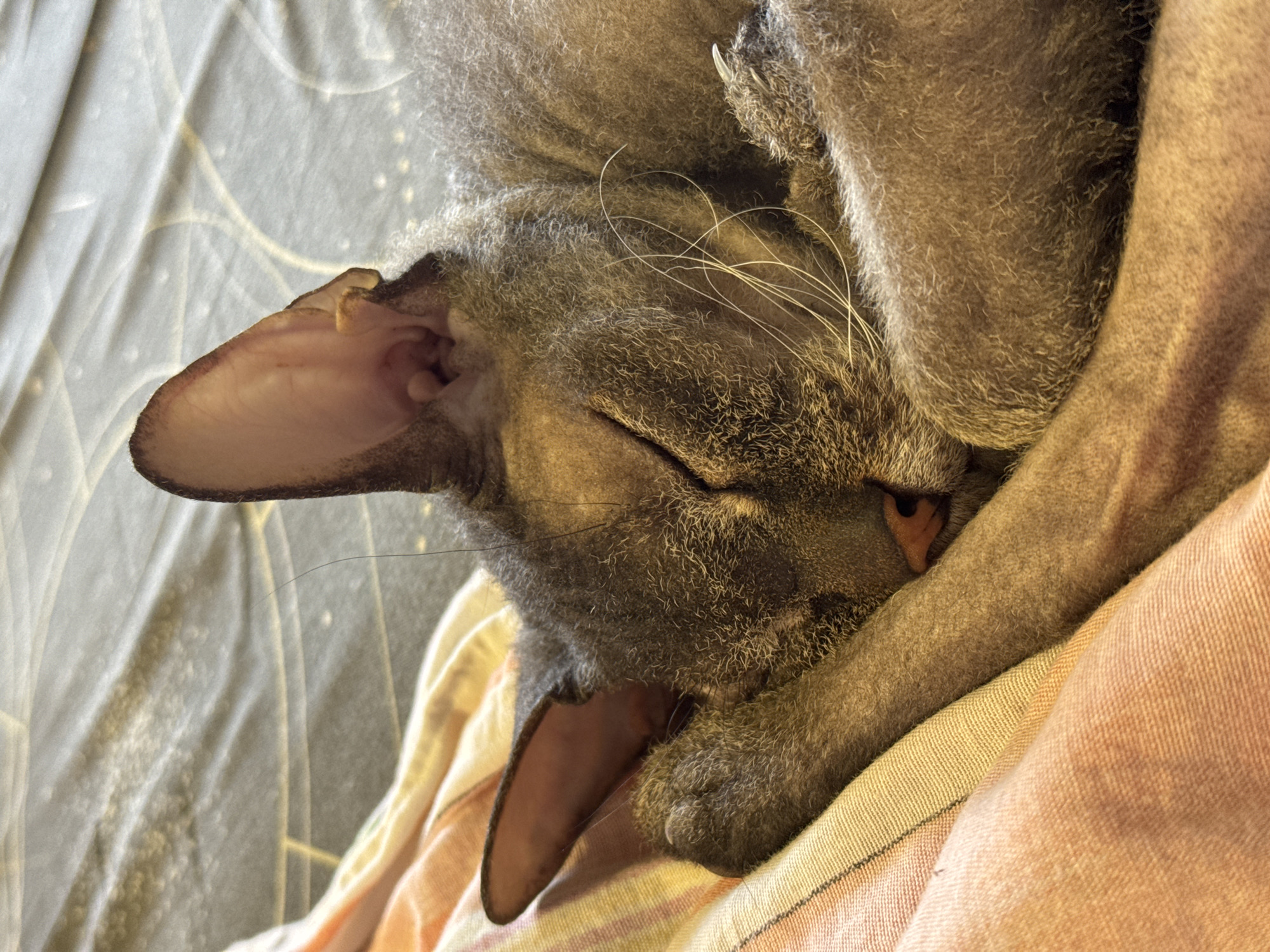 A gray cat is curled up and asleep on a bed. The cat is lying on its side with its head tucked into its body and its paws curled near its face. The cat's fur is short and dense. The cat has pink ears and a pink nose. The bed has gray patterned sheets and a pink and beige striped blanket. The scene appears to be indoors, possibly in a private home. There is no indication of the location in the city of Zav'yalovo, Russia.