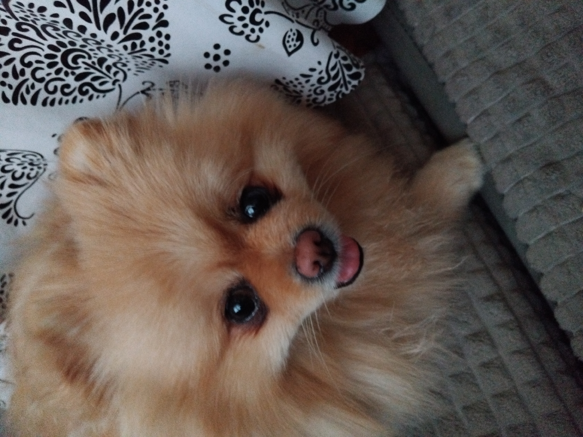 A close-up, eye-level shot captures a fluffy, light-orange Pomeranian dog with its tongue slightly out. The dog is positioned on a textured, dark grey surface, likely a couch or cushion. To the right of the dog, a white fabric with a black floral pattern is visible, draped over the surface. The background is blurred, with the focus entirely on the dog's face. The image was taken indoors.