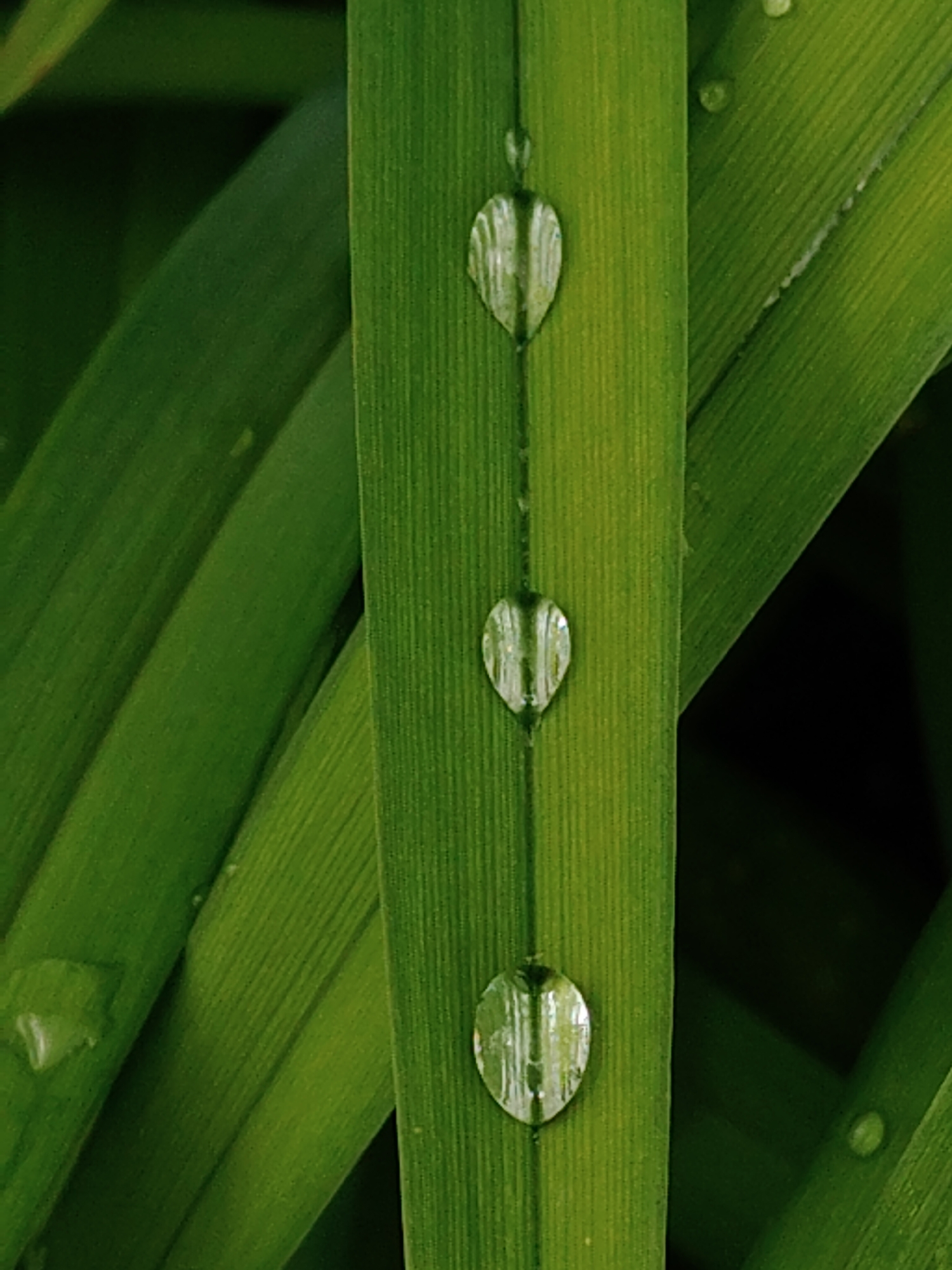 The image presents a close-up, vertical shot of vibrant green plant leaves, primarily focusing on one central blade adorned with three distinct water droplets. This central leaf, likely a type of grass or a similar plant with a long, linear shape, is positioned upright and features fine, parallel venation. Three spherical water droplets are perfectly aligned along what appears to be the central crease or vein of this main leaf. Each droplet beautifully reflects ambient light, appearing translucent and creating bright highlights that emphasize their form.
Other green leaves are visible in the background and partially in the foreground, rendered softly out of focus, which creates a shallow depth of field and draws attention to the crisp details of the main leaf and its water adornments. The color scheme is dominated by various shades of green, ranging from brighter, almost chartreuse tones on the illuminated portions of the central leaf to deeper, darker greens in the blurred areas.
The presence of the water droplets suggests a natural event such as morning dew or recent rain. The scene evokes a sense of freshness, tranquility, and the delicate beauty of nature. The lighting appears natural and soft, highlighting the textures of the leaves and the reflective quality of the water. There are no people, animals, man-made objects, or visible text in the image. The setting is clearly an outdoor, natural environment, possibly a garden or a grassy area.