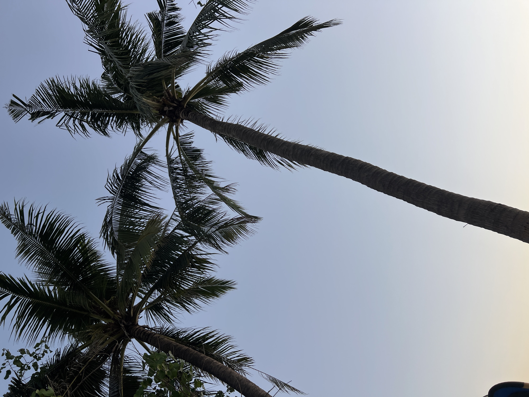 This low-angle outdoor shot features two silhouetted palm trees against a clear, pale blue sky. The tree on the left is taller and its fronds are dark green, with some lighter green foliage also visible. The tree on the right is also tall and its fronds are dark green. The bark of both trees is textured and dark brown. The sky transitions from a pale blue at the top to a very light yellow-orange hue near the bottom, suggesting either sunrise or sunset. In the lower left corner of the image, a sliver of a person's shoulder and backpack is visible, indicating a person is present in the scene. The image appears to be taken in Kuta, Indonesia, known for its beaches and palm trees.