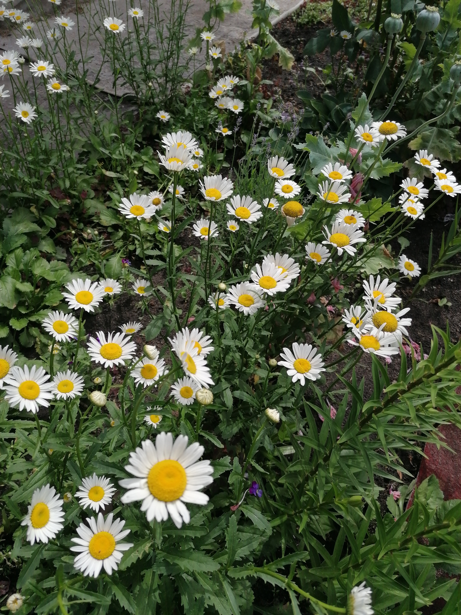 A medium-shot, eye-level, natural light photograph displays a cluster of white daisies with yellow centers, some in bloom and others as buds, interspersed with green foliage and brown soil in a garden setting. The daisies are arranged in the foreground and midground, with some out of focus in the background. The overall impression is one of a vibrant, blooming garden. The scene is consistent with a residential garden in Myshnikovo, Russia.