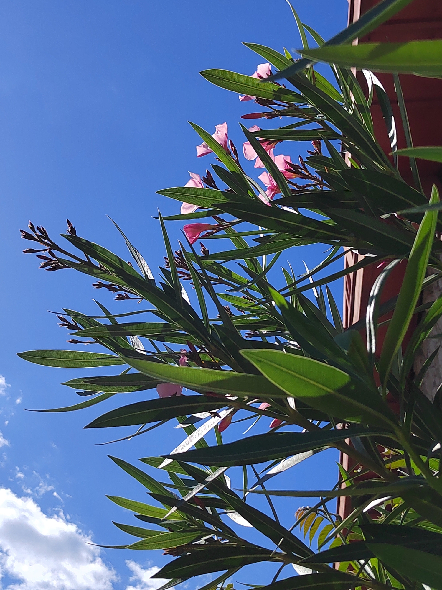 The image depicts a close-up view of a plant with long, green leaves and pink flowers, set against a bright blue sky with a few white clouds. A section of a brown-red building is visible at the upper-right edge. Given the presence of oleander plants and the urban setting, it is possible this photograph was taken in Podgorica, Montenegro, where such flora is commonly found in parks and gardens. No people are visible in the image. The focus is on the plant's foliage and blossoms, capturing the details of their textures and colors against the clear sky.