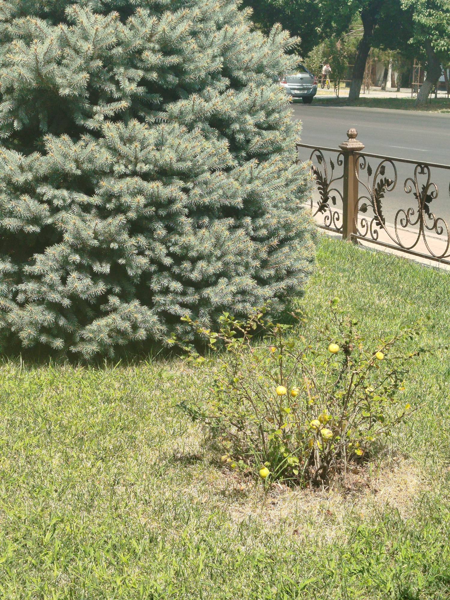 This image depicts a street scene in Tashkent, Uzbekistan. In the foreground, a large blue spruce tree dominates the left side of the frame. To the right of the tree, a small shrub with yellow fruit is visible in the grass. Behind the shrub, a decorative metal fence runs horizontally across the image. Beyond the fence, a paved road is visible, with a silver sedan parked on the side. Further in the background, trees line the street, and a person is seen riding a bicycle. The overall environment suggests a sunny day in a well-maintained urban area.