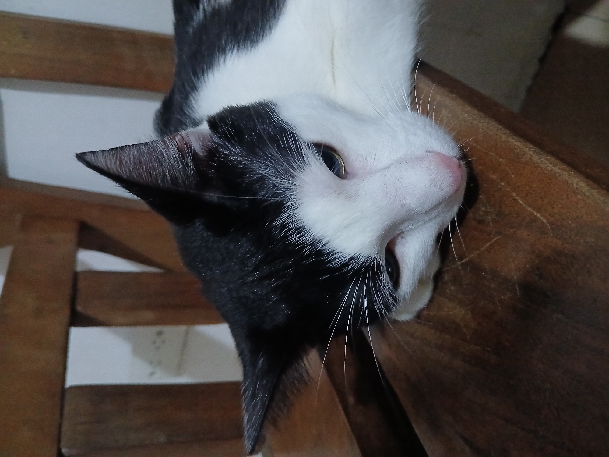 A black and white cat is lying on a wooden surface. The cat's head is tilted towards the camera, and its body is partially visible. The cat is in a domestic setting, likely indoors. The image was taken in Ciudad Guayana, Venezuela, based on the user request. Details in the background are limited.