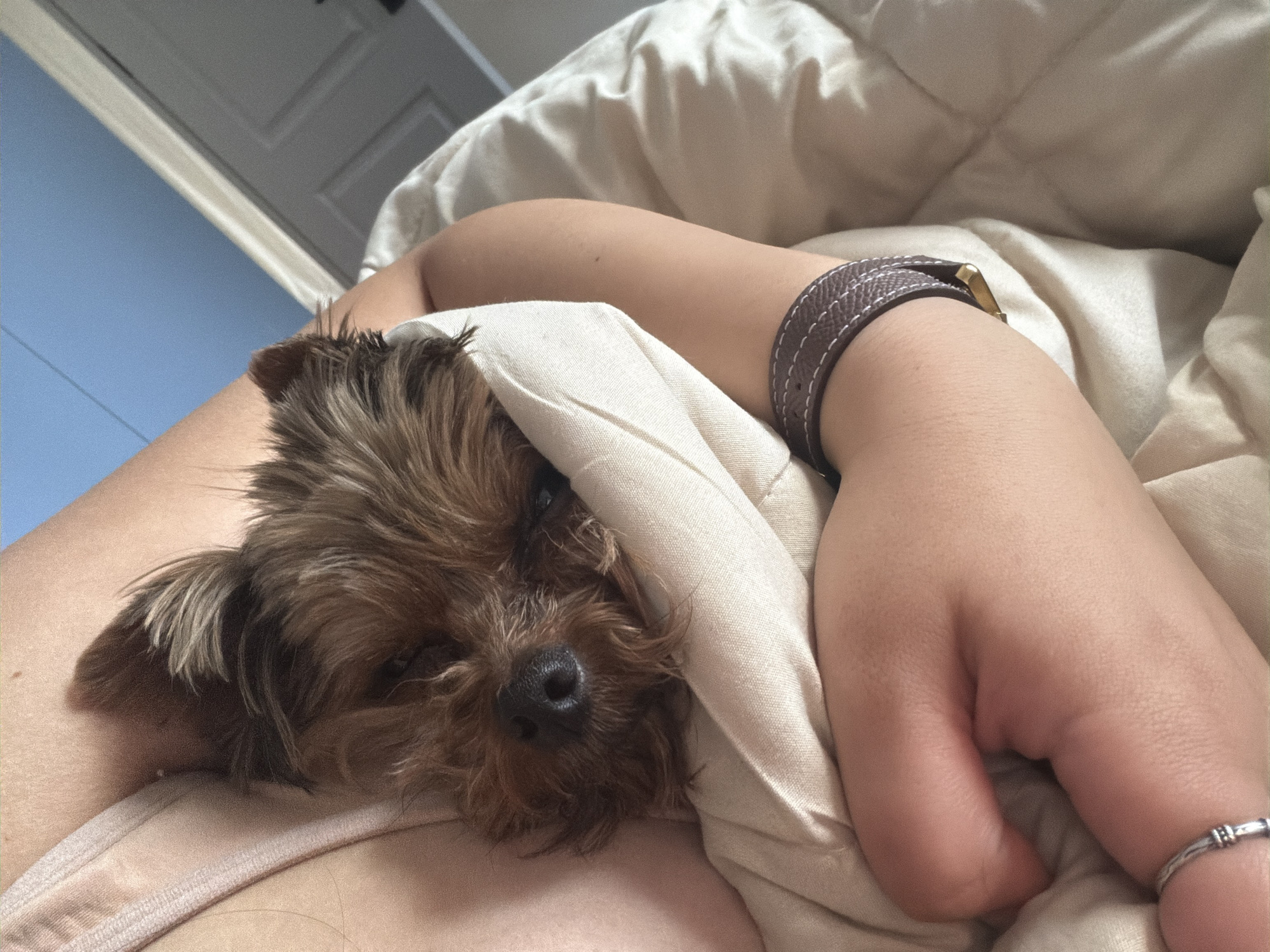 A small brown Yorkshire terrier is nestled under a light-colored blanket, resting on a person's chest. The person's arm is draped over the dog, with a brown leather bracelet visible on their wrist. A silver ring adorns a finger on the person's hand. The setting appears to be indoors, possibly in a bedroom. The exact location in Yerevan, Armenia, is not discernible from the image.