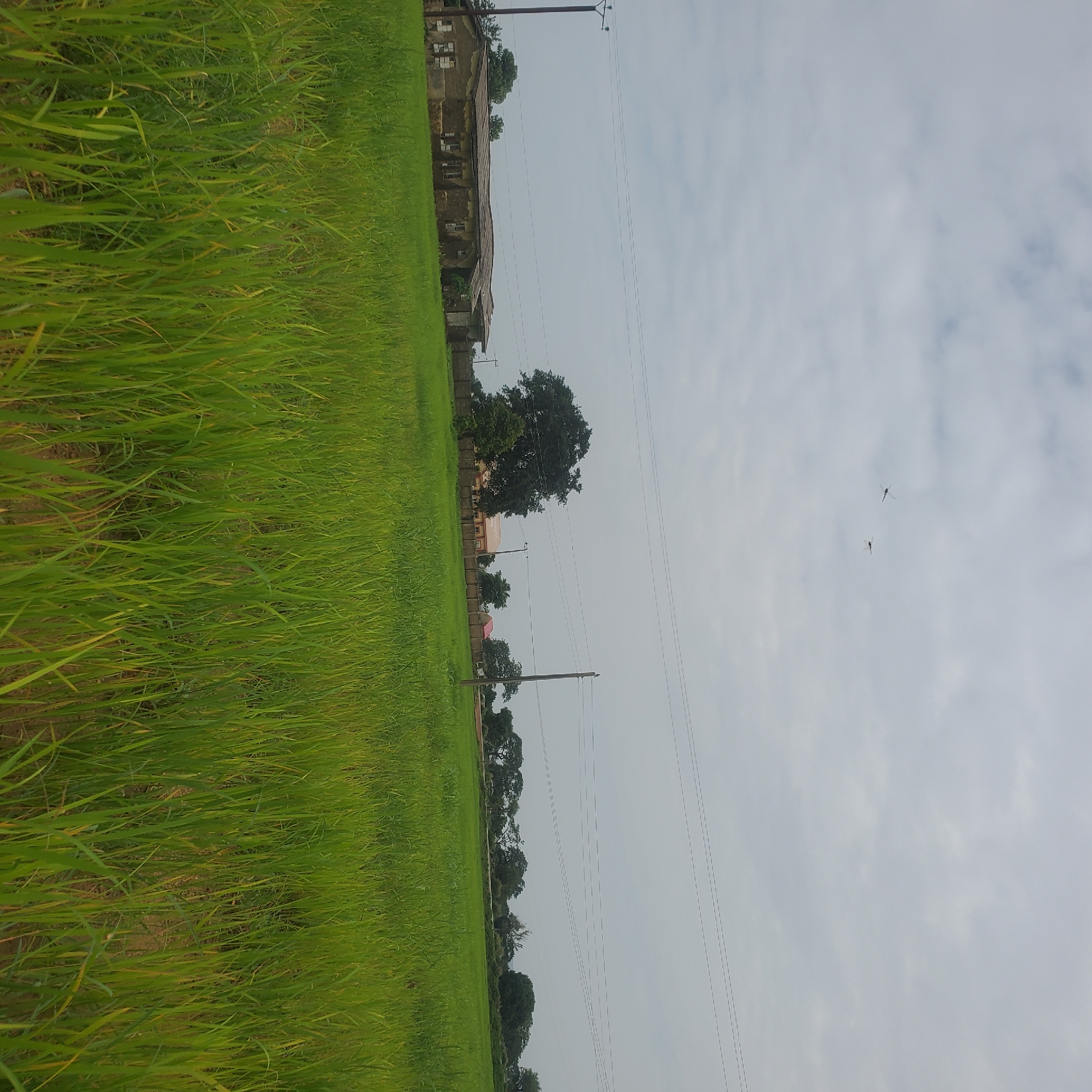 A horizontal, eye-level outdoor shot captures a vibrant green rice paddy field in Toro, Nigeria, under a hazy, overcast sky. The foreground is dominated by the lush, tall grass of the rice field, with stalks of varying heights creating a dense, textured carpet. In the mid-ground, a long, dilapidated, single-story building with a corrugated metal roof stands prominently. The building appears to be constructed of mud or concrete blocks and shows signs of disrepair, with broken windows and peeling plaster. A tall wooden utility pole with wires stretches across the scene, with a few more poles visible in the distance. A dense line of trees forms a natural backdrop beyond the building and field. The sky is a uniform pale gray, with some faint cloud formations. Two small, dark objects, possibly birds or kites, are visible as tiny specks in the upper portion of the sky. The overall impression is one of rural tranquility and a touch of neglect.