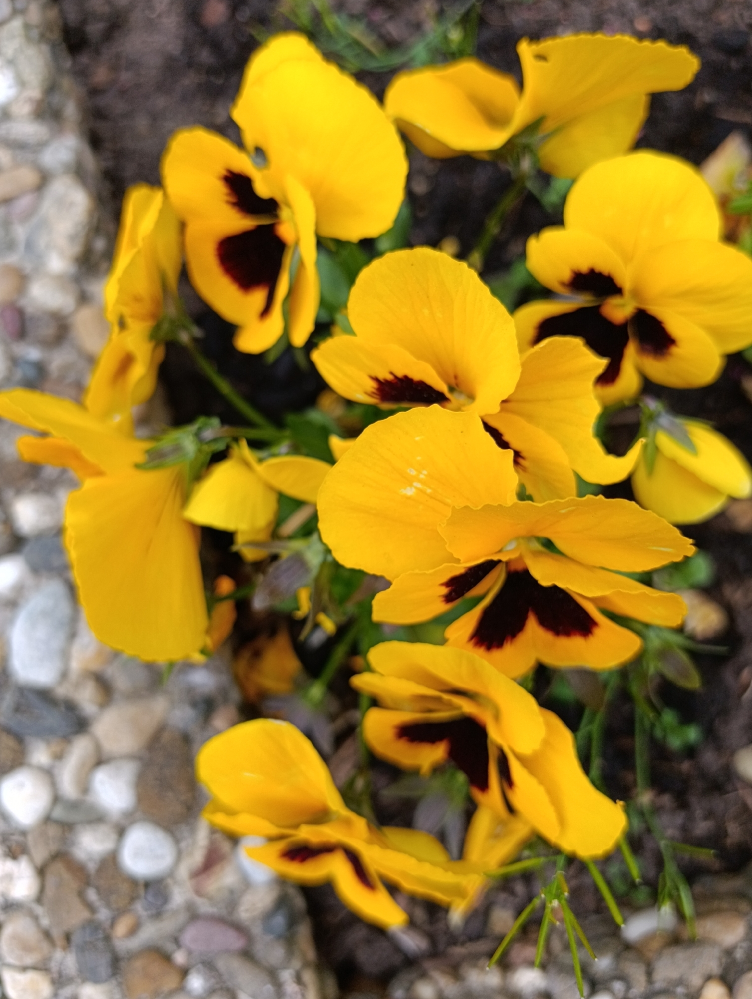 The image shows a cluster of yellow pansies with dark brown centers in a garden bed. The flowers are in various stages of bloom, with some petals fully open and others still closed. The garden bed is bordered by small, rounded stones of different colors. The background is a mixture of dark soil and green foliage.