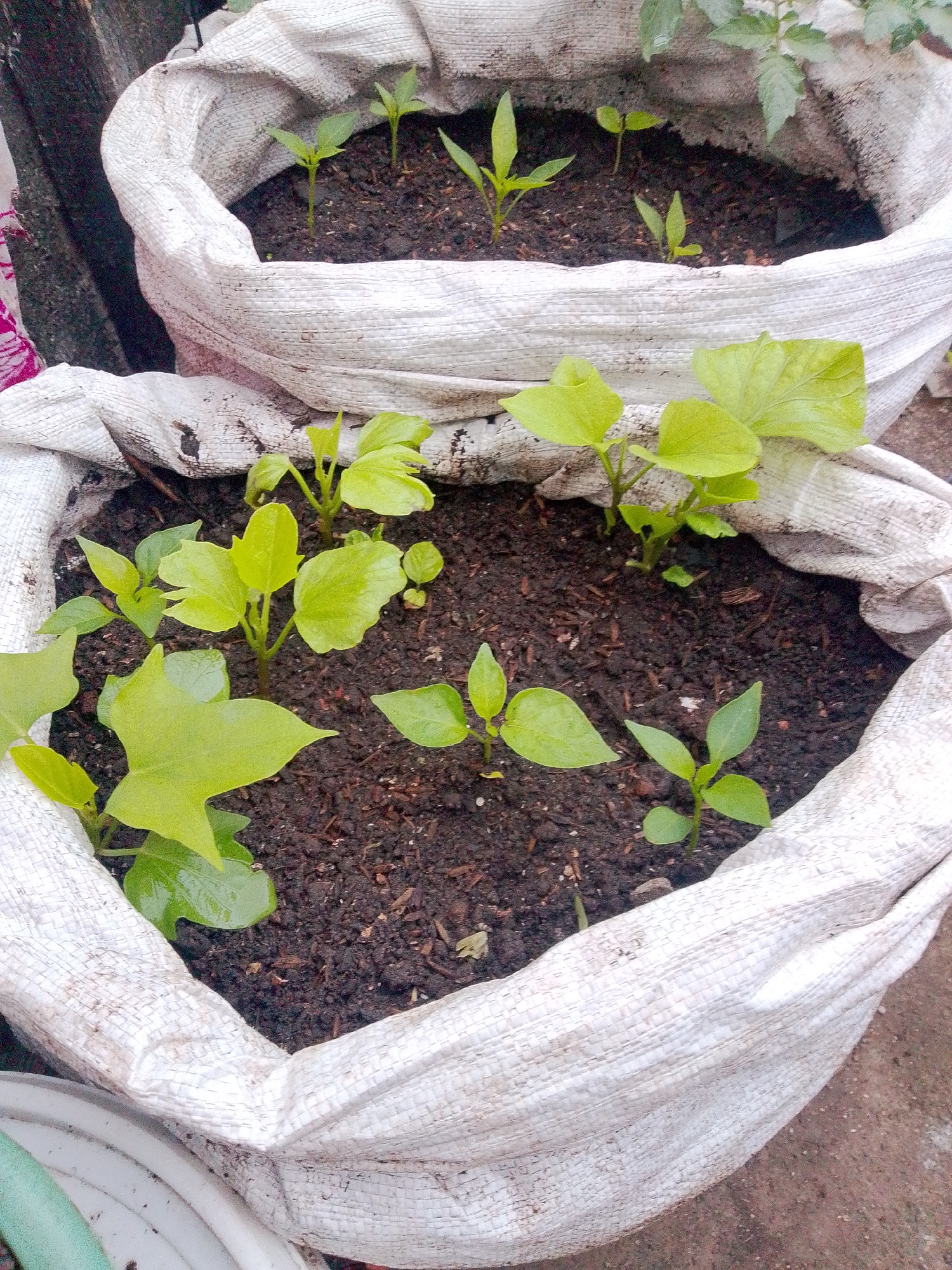 The image shows two white woven sacks filled with dark soil. The sack in the foreground contains several small green plants with broad, heart-shaped leaves. The sack in the background also contains small green plants, these appear to have narrower, more pointed leaves. The sacks are resting on a reddish-brown surface, possibly dirt or concrete. The background is blurred, but appears to be an outdoor environment. There is no indication of the specific location within Bandar Lampung, Indonesia.