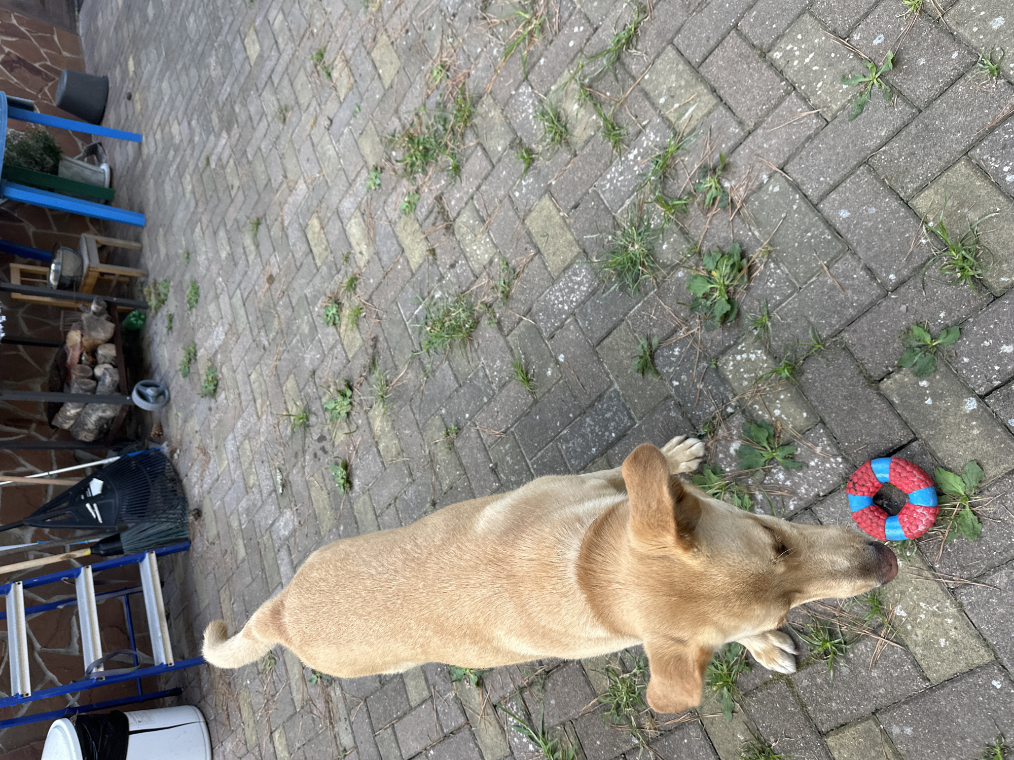 A tan dog is shown from a high angle on a paved patio. The dog is looking down at a red and blue ring toy placed on the patio. The dog is positioned in the lower-left quadrant of the image, with its body curving towards the right. The patio is made of interlocking rectangular pavers with patches of grass and pine needles scattered throughout. In the background, to the left, a blue metal ladder and gardening tools, including a rake and broom, are leaning against a brick wall. To the right, a wooden table with logs stacked underneath and a blue metal table with a plant on it are visible. The setting appears to be an outdoor area, possibly a backyard or patio in Sochi, Russia.