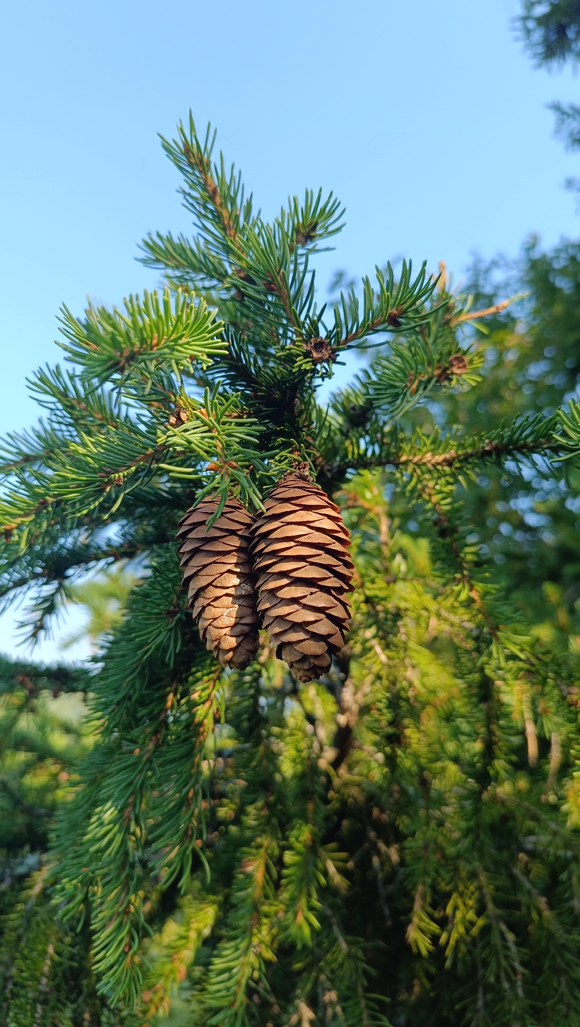 In Karsha, Russia, two large, brown pinecones hang from the branches of a spruce tree. The pinecones are elongated and covered in visible scales, with one cone slightly behind the other. The spruce tree's needles are a vibrant green, and the branches form a dense canopy. In the background, the clear blue sky is visible, with some out-of-focus greenery suggesting more trees. The lighting indicates it is daytime, likely morning or afternoon, with sunlight casting shadows on the pinecones. There are no people or animals present in the image.