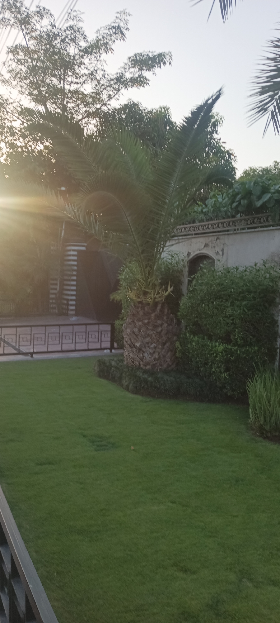 The image displays an outdoor garden area within Peshawar City Tehsil, Pakistan. The scene is illuminated by low-angle sunlight, evidenced by a prominent sun flare originating from the upper-left quadrant. The foreground is dominated by a flat, well-maintained expanse of green grass. In the mid-ground, a robust palm tree with a textured brown trunk and large green fronds stands towards the center-right. It is encircled by dense, dark green low-lying foliage. To the left of the palm tree, a dark building or structure with vertical white stripes on a section of its facade is visible. To the right, an aged, light-colored wall features an arched recess. Above this wall, an ornate railing supports a dense growth of green bushes and foliage. Additional trees with varied green canopies are present in the background against a light, hazy sky. A dark metal railing with a repetitive geometric pattern of interconnected squares/rectangles extends across the lower-left corner of the frame. No individuals or animals are present in the depicted scene.