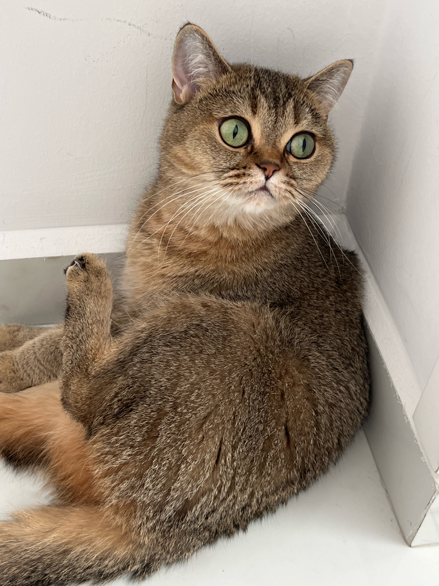 A short-haired cat with green eyes and tabby markings is lying on its side in a corner formed by two white walls. The cat's fur is a mix of brown, black, and gold. Its front paw is raised, and its claws are extended. The cat is looking slightly to the right of the camera with a curious expression. The environment appears to be indoors, with a plain white floor and walls. There is no indication of the city of Alanya, Turkey, or any other specific location.