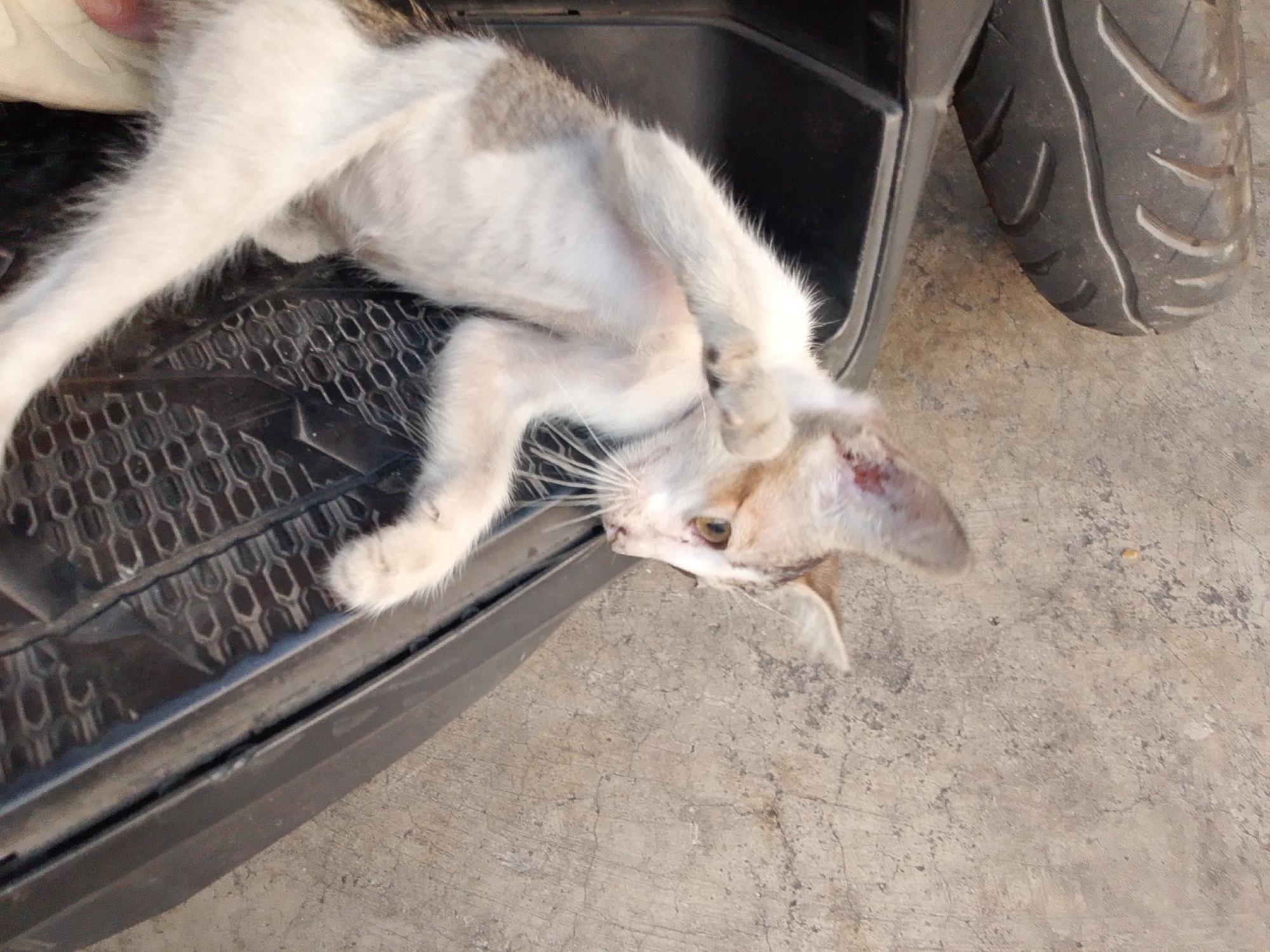 A thin, white and brown tabby cat is lying on its back inside a black compartment, possibly the storage area of a scooter, which is parked on a cracked concrete surface. The cat appears unwell, with its eyes partially closed and a patch of redness on its head. Its paws are tucked near its face. A portion of a scooter's black tire is visible to the right of the compartment. The scene is outdoors, under natural lighting. The overall environment suggests an urban setting in East Jakarta, Indonesia.