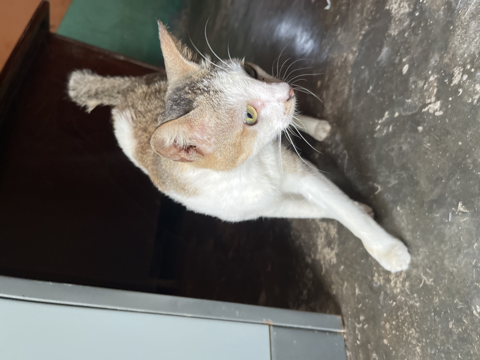 A tri-colored cat, predominantly white with patches of brown and grey, is walking on a concrete floor. The cat is looking downwards and to its right, with its front right paw extended forward. The environment appears to be indoors, possibly near a doorway leading to a dark interior. A grey cabinet or door is visible on the left, and a desk or table edge is seen in the background. The floor is dusty with small debris. This scene is located in Kruengmate, Indonesia.