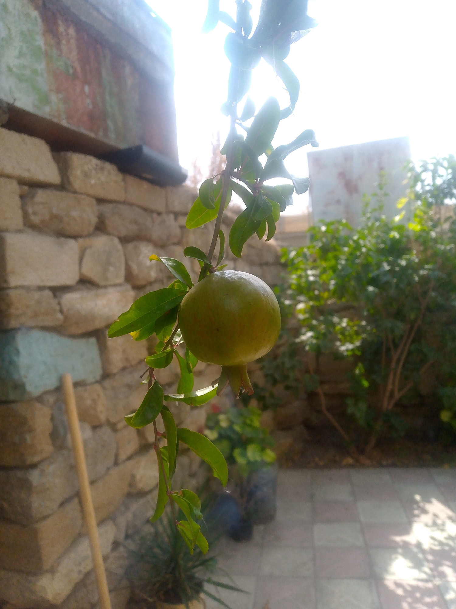 In Surahani, Azerbaijan, a pomegranate fruit hangs from a branch against a backdrop of a textured stone wall. The wall is constructed from roughly cut, light-colored stones, with some irregular blue-tinted stones visible. A thin wooden pole runs vertically along the left side of the frame, partially obscuring the wall. The foreground features a green pomegranate, still on its stem and surrounded by green leaves. The background is blurred, showing a leafy green bush and a paved area with square tiles. The scene is bathed in bright sunlight, creating lens flare and a strong sense of illumination from the upper right.