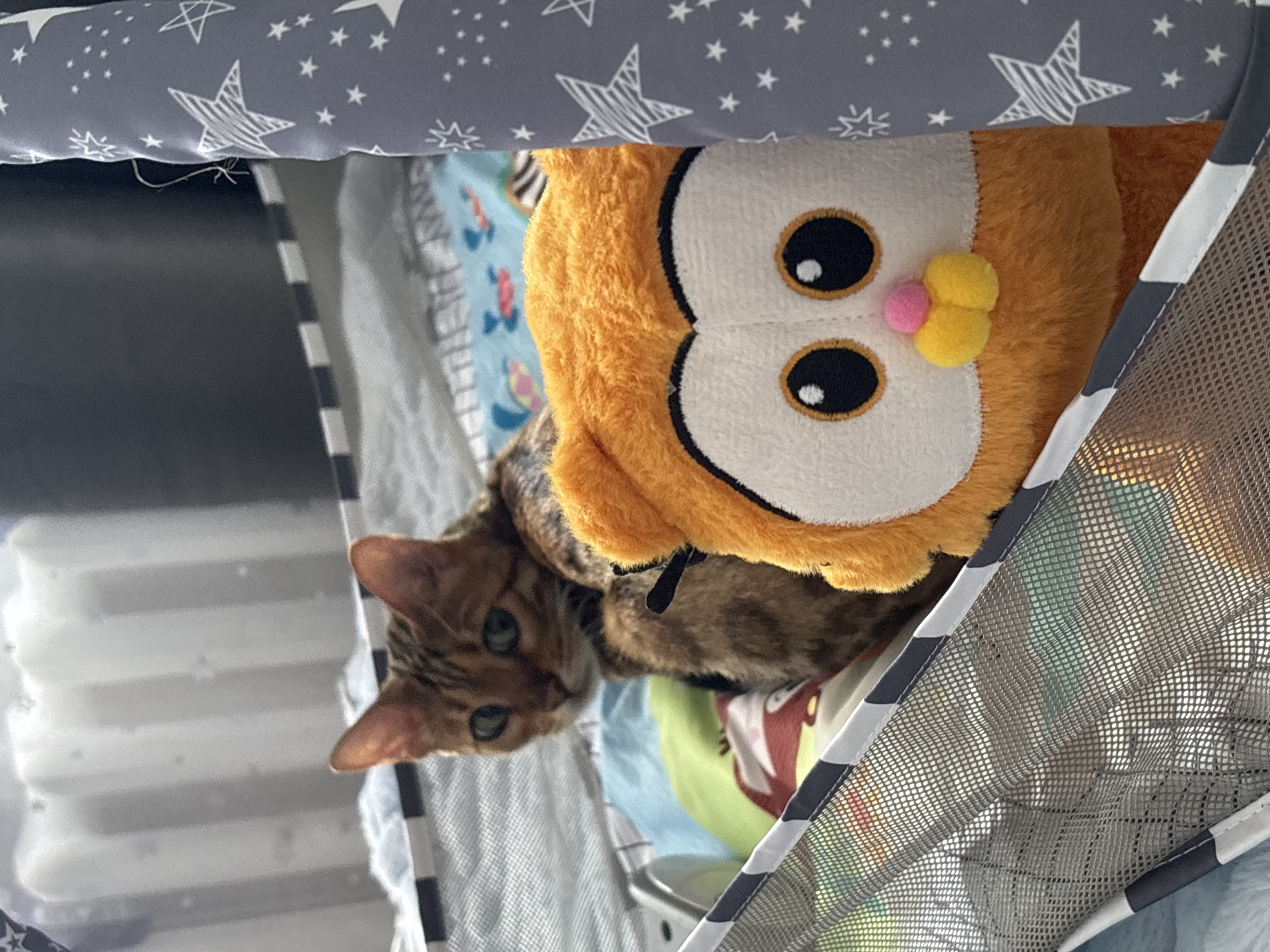 A Bengal cat is partially obscured by a stuffed orange owl toy in what appears to be a playpen or crib. The cat's head is turned to the left, with its green eyes visible. The playpen has mesh sides and a black and white striped trim. In the background, a blurry white object, possibly blinds or curtains, is visible. The overall scene suggests an indoor setting, potentially a child's room, but the location in Noviy, Russia cannot be determined from the visual information provided.