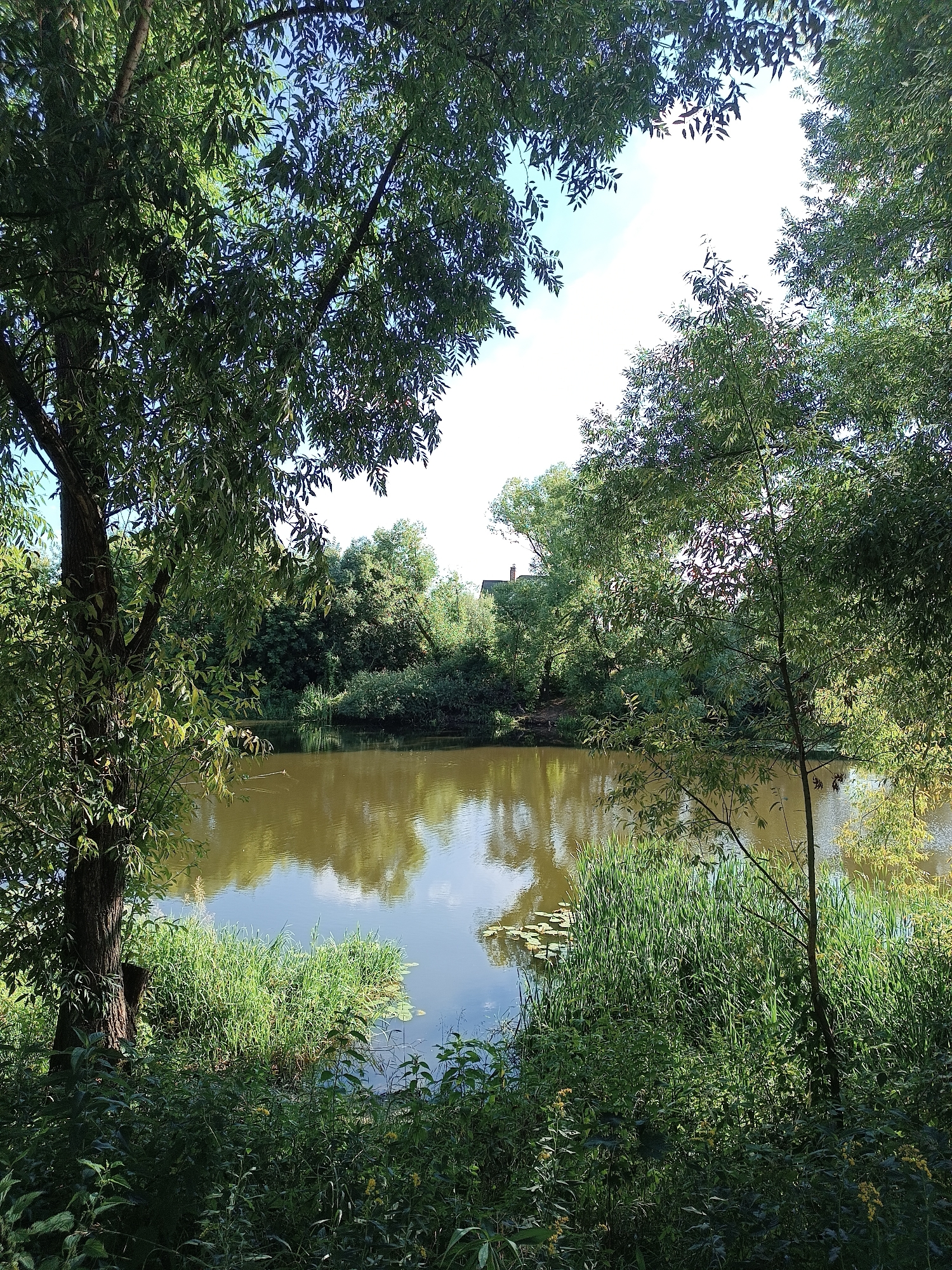 The image depicts a serene natural scene by a body of water, likely a river or pond, framed by lush green foliage. The foreground features dense greenery, including tall grasses and leafy plants, with the trunk of a large tree on the left. The middle ground is dominated by the calm, reflective surface of the water, which mirrors the surrounding trees and the bright sky. In the distance, across the water, a dense line of trees forms the background, with a faint glimpse of a building with a sloped roof, possibly a house, visible through the foliage on the far bank. The overall impression is one of a tranquil, undeveloped natural area, consistent with the outskirts or a park within the city of Zhukovsky, Russia, a city known for its green spaces and proximity to nature reserves. The lighting suggests a bright, sunny day. There are no people or animals visible in the frame, and no discernable actions are taking place.
