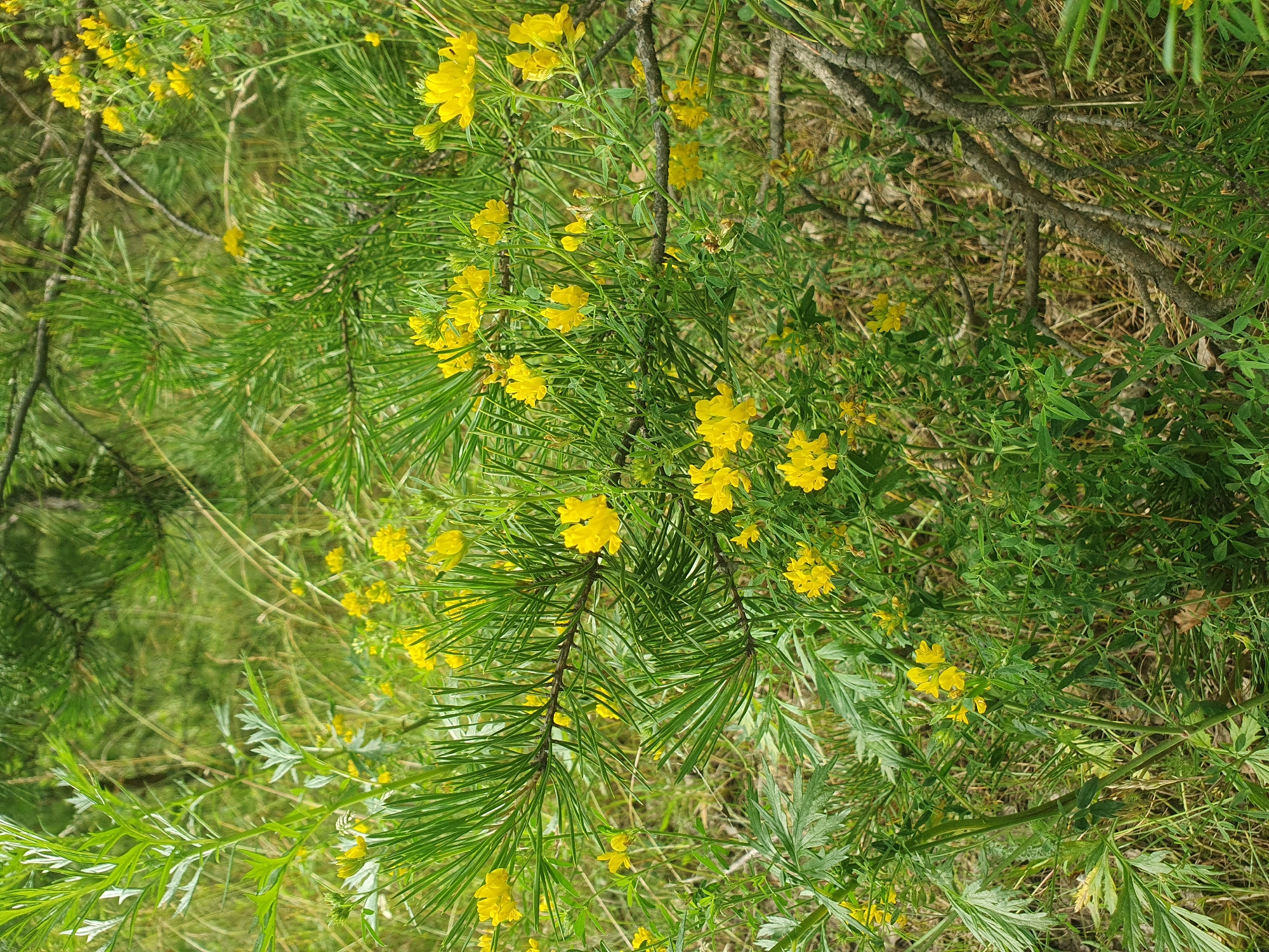 A close-up, eye-level shot captures a patch of wild flora in Mukhametovo, Russia. The scene is dominated by the vibrant green of pine needles and lush foliage, interspersed with clusters of small, bright yellow flowers. The flowers appear to be growing on slender stems, often nestled amongst the pine branches. Some of the leaves are feathery and silver-green, contrasting with the darker green of the pine needles and other leafy plants. The background consists of more blurred green vegetation and dried grasses. The lighting suggests it is daytime, with soft natural light illuminating the scene. No people or animals are visible. The overall impression is of a natural, untamed environment.
