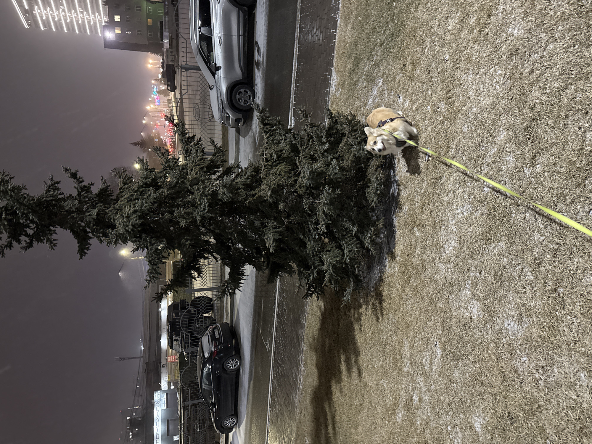 The image depicts a nighttime scene in Krasnoyarsk, Russia. A small, tan corgi dog is on a yellow leash, standing on a patch of grass that appears frosty or lightly snow-covered. Beside the grass is a sidewalk, with cars parked alongside it. To the left of the cars is a line of pine trees. The background features city lights, including some distinct, brightly lit buildings and a string of colorful lights in the distance. The overall lighting is dim, typical of an urban night setting.
