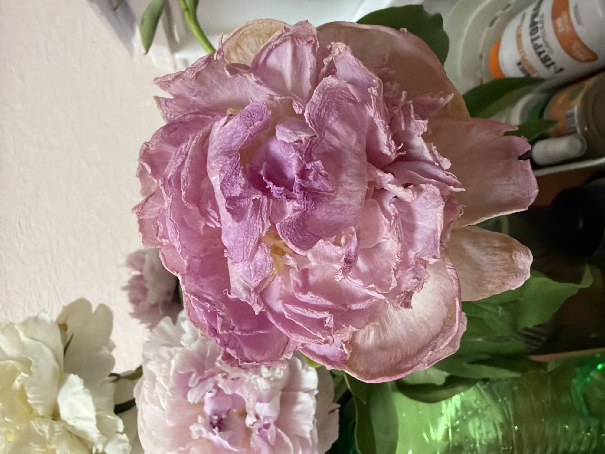A close-up shot focuses on a large, wilting pink peony with delicate, crumpled petals. The peony is in the foreground, with its complex layers of petals a mix of light pink and pale lavender, some edges appearing dry and translucent. Behind it, to the left, is another pink peony, less detailed and slightly out of focus. Further back and to the upper left, a white peony is visible, also somewhat blurred. The background consists of a textured, off-white wall. To the right of the pink peony, a glimpse of a white plastic container with an orange lid and a label reading "TRYPTOPHA" is visible, suggesting a domestic or retail setting. A green glass vase is partially seen on the left, holding the flowers, and green leaves are present. The lighting is soft, with a slight highlight on the textured wall and a gentle illumination of the flowers. The scene is indoors, with no discernible view of the city of Unknown, Unknown.
