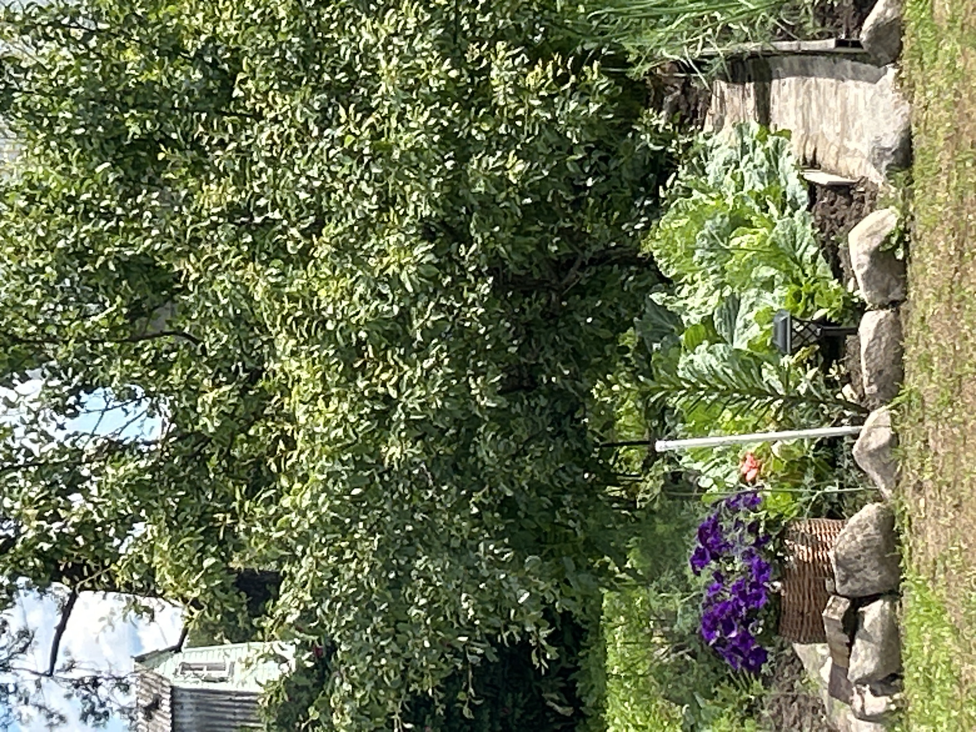 The image captures a sunlit garden scene in Neverovo, Russia, dominated by lush green foliage and a rustic charm. In the foreground, a woven basket overflows with vibrant purple petunias, resting on a cluster of weathered stones. Behind the flowers, a raised garden bed showcases rows of leafy vegetables, likely cabbage, thriving under the open sky. A narrow wooden pathway, weathered and worn, leads through the garden, hinting at frequent use. A small, decorative solar-powered lantern sits beside the pathway, casting a faint glow. A tall, white pole, possibly a garden marker, stands sentinel amidst the greenery. In the background, a large, mature tree with dense green leaves casts a dappled shade over the scene, partially obscuring a small, pale blue wooden building with a corrugated metal roof and a single window. The overall impression is one of a tranquil, productive garden, typical of a rural Russian setting.