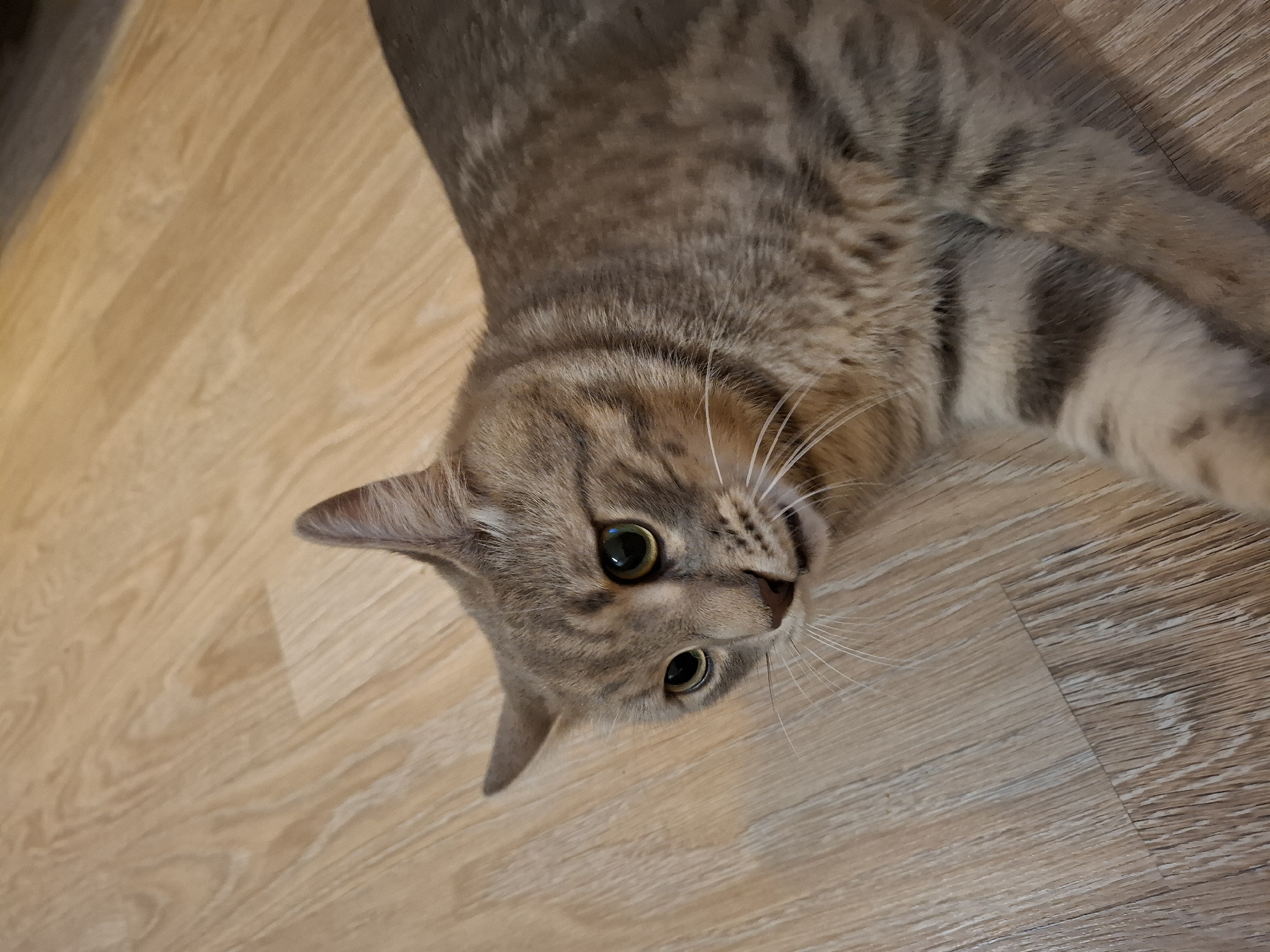 A domestic cat, likely a tabby breed, is lying on a wooden floor. The cat has grey and brown fur with distinctive stripes. Its eyes are open and appear to be a greenish-yellow color. The cat's ears are pointed upwards. The floor is made of light-colored wood planks with visible grain. The image is taken from a slightly elevated angle looking down at the cat. There are no people or other animals visible in the frame. The location in Zemun Urban Municipality, Serbia, is not discernible from the image content.