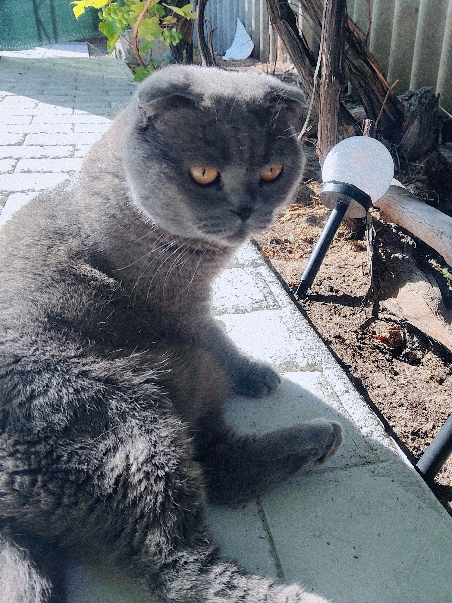 A grey cat is lying on a concrete path in Kharkiv, Ukraine. The cat has yellow eyes and folded ears. The cat is looking to the right. In the background, there is a fence and some dry branches. There is also a small white lantern on the ground. The sun is shining, and there are shadows on the path.