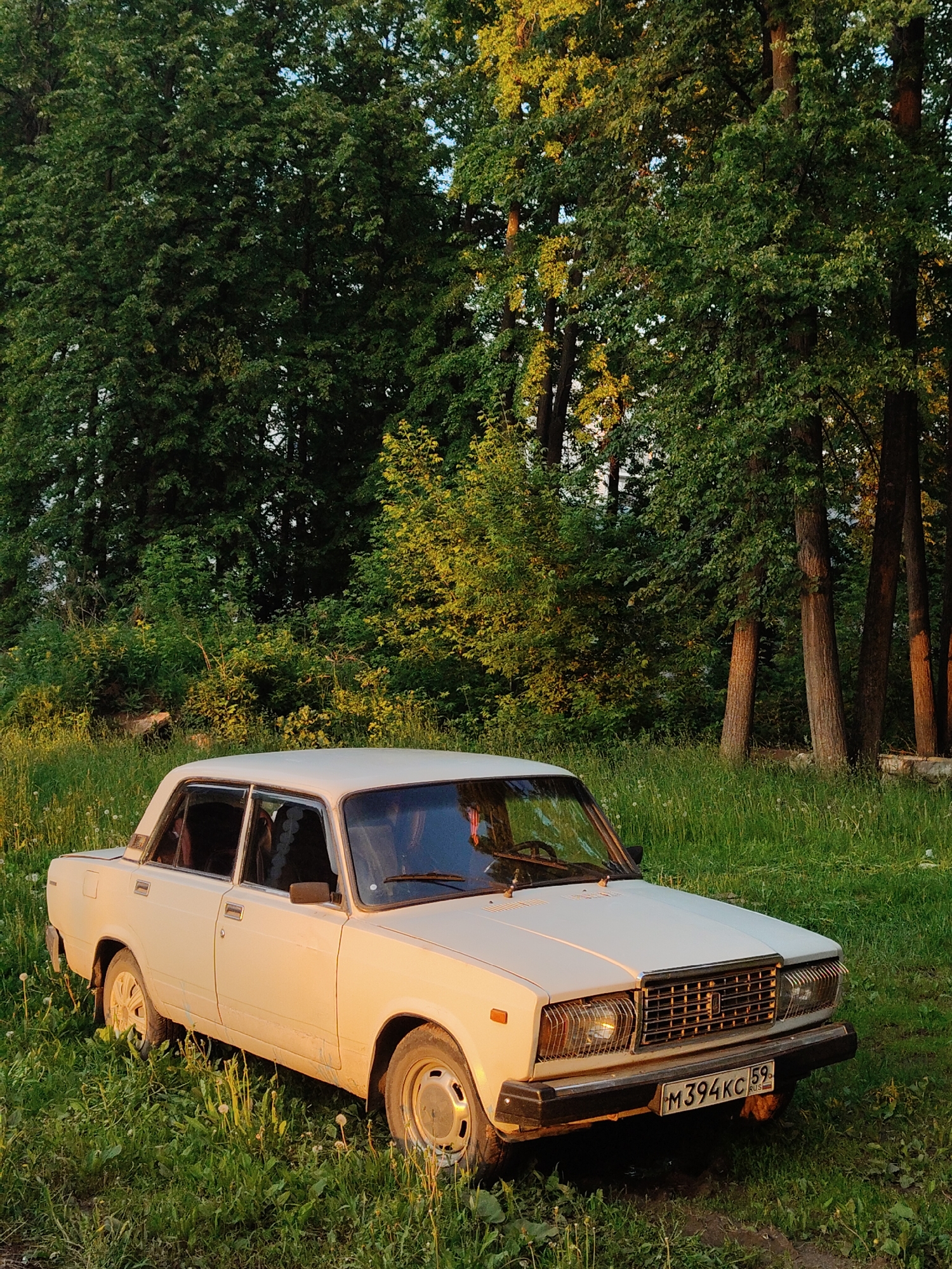 A white, older model sedan, resembling a Lada Riva (VAZ-2107), is prominently featured, parked amidst tall green grass and foliage. The car, positioned slightly angled towards the right, appears somewhat dusty or muddy, indicating it has been driven off-road. Its front grille, rectangular headlights, and black bumper are clearly visible.
The scene is set outdoors, likely at the edge of a forest or a natural park. Behind the car, a dense canopy of tall, mature trees with abundant green leaves forms a verdant backdrop. Some tree trunks are visible, catching the warm, golden light of the sun. In the mid-ground, a smaller, bushier tree with lighter green foliage stands out. The ground beneath and around the car is covered in lush green grass, interspersed with white dandelion seed heads.
The lighting suggests the golden hour, either late afternoon or early evening. The sun casts a warm, soft glow on the right side of the car, highlighting its white paint, and illuminates parts of the tree foliage and trunks with a distinct yellow hue. Shadows are elongated and present, indicating a low sun angle. The sky is barely visible through the tree canopy, suggesting a clear, sunny day.
There are no people present in the image. The visible text on the car's front license plate reads "M394KC 59 RUS".