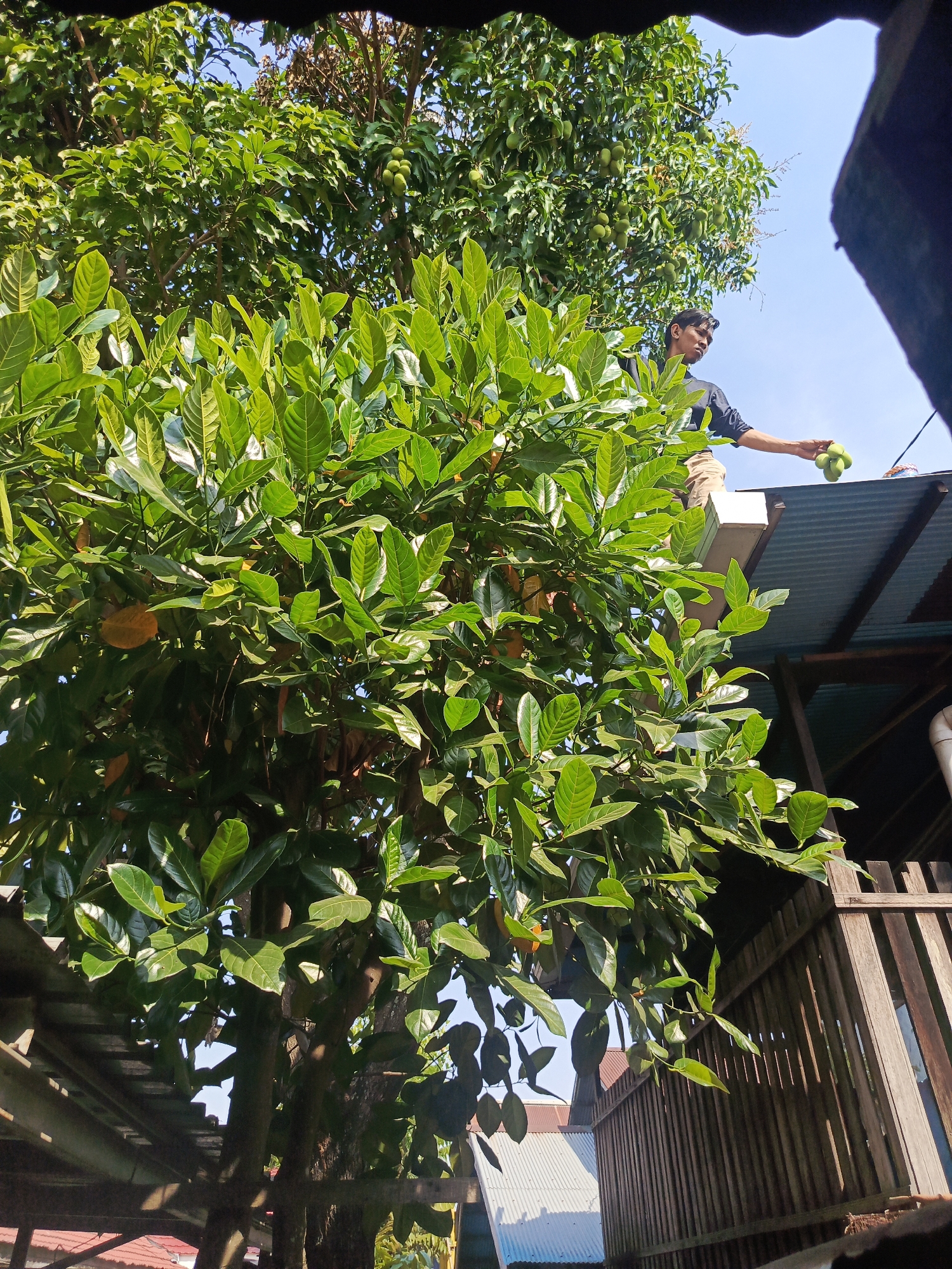 In Banjarmasin, Indonesia, under a clear blue sky, a young man stands on the corrugated metal roof of a building. He is dressed in a dark t-shirt and light-colored pants. In his outstretched right hand, he holds a cluster of at least four small, green, round fruits, likely young jackfruit. He is looking towards the left of the frame.
Dominating the foreground is a large, leafy jackfruit tree, its dense green foliage obscuring much of the background. The tree is laden with fruit, with several larger, yellowish fruits visible amongst the leaves. The man is positioned on the roof next to the tree, suggesting he may be harvesting or collecting the fruit.
To the right of the man, a tall, slatted wooden fence forms a part of the scene. Beyond the fence and the roof, other buildings with corrugated metal roofs and structures can be seen. The overall environment appears to be a residential area with abundant vegetation. The lighting indicates it is daytime, with strong sunlight casting shadows.