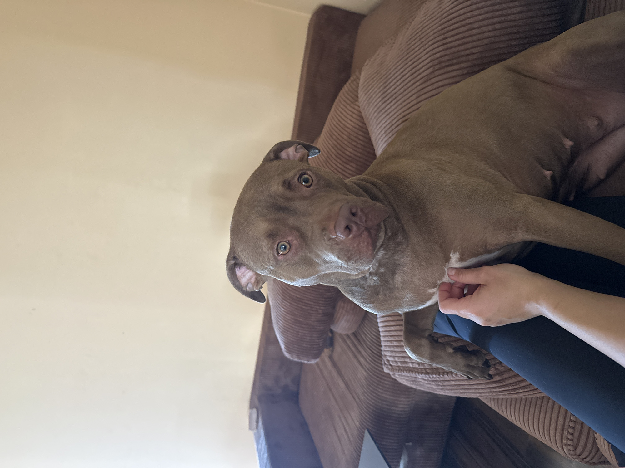 In Malevo, Bulgaria, a brown pitbull is sitting on a corduroy couch in a living room. The dog is looking towards the camera with its head tilted slightly. A person's hand is gently touching the dog's chest. The room is decorated in warm tones, with a beige wall in the background and a brown couch. A dark, rectangular object, possibly a coffee table, is visible in the lower left corner of the image.