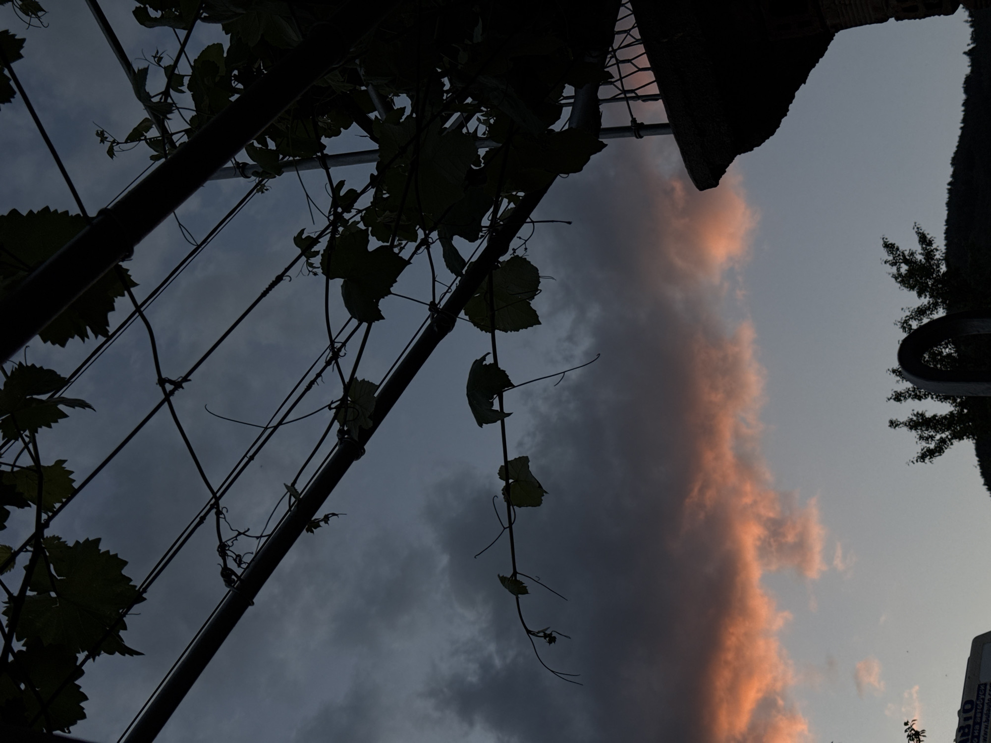 The image captures a twilight scene in the city of Klisura, Bulgaria. The sky is divided into distinct bands of cloud cover: the upper portion is dominated by dark, heavy stratocumulus clouds, transitioning to a prominent horizontal band of vibrant orange and reddish clouds indicative of sunset, with the lowest visible sky being a pale blue-grey.
In the foreground, a dense network of grapevines (Vitis vinifera) with identifiable leaves and coiling tendrils is silhouetted against the sky. These vines are trained on a pergola or trellis system, which consists of dark, horizontal metal pipes and thinner wires that diagonally span the upper half of the frame.
To the bottom right, a dark, silhouetted section of a building or balcony extends into the frame, featuring a decorative metal railing along its top edge and exhibiting a textured, possibly stone or concrete, underside. Below and to the left of this structure, dark, leafy vegetation from a tree or bush is visible in silhouette. A dark, arch-like structure is partially visible in the lower-center.
In the distant background, the silhouettes of hills or mountains are discernible against the fading light. At the extreme bottom left corner, a portion of a sign or billboard is visible, displaying Cyrillic text including "BIO" and "на автобус" (on bus), along with "www.bulauto.com", which confirms the Bulgarian setting. No people are present, and no specific actions or interactions are depicted within the scene.
